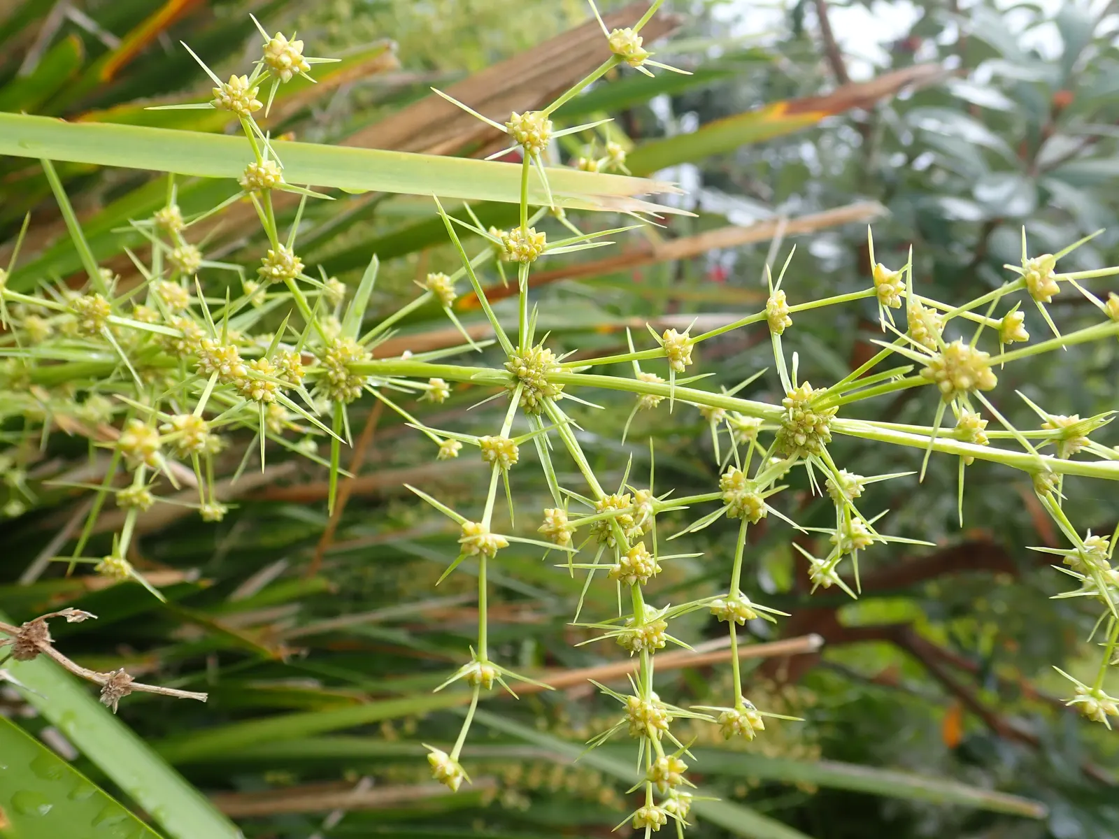 Lomandra (Lomandra Longifolia) — This hardy plant is drought-tolerant, thrives in full sun to partial shade, and requires minimal maintenance