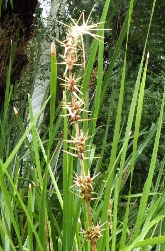Lomandra (Lomandra Longifolia) — This hardy plant is drought-tolerant, thrives in full sun to partial shade, and requires minimal maintenance, image 94