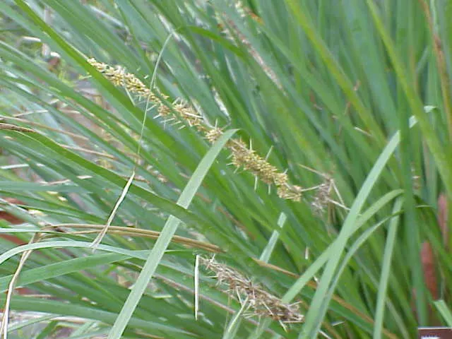 Lomandra (Lomandra Longifolia) — Lomandra longifolia stands up well to coastal conditions; lomandra longifolia, commonly called Spiny-head, image 86