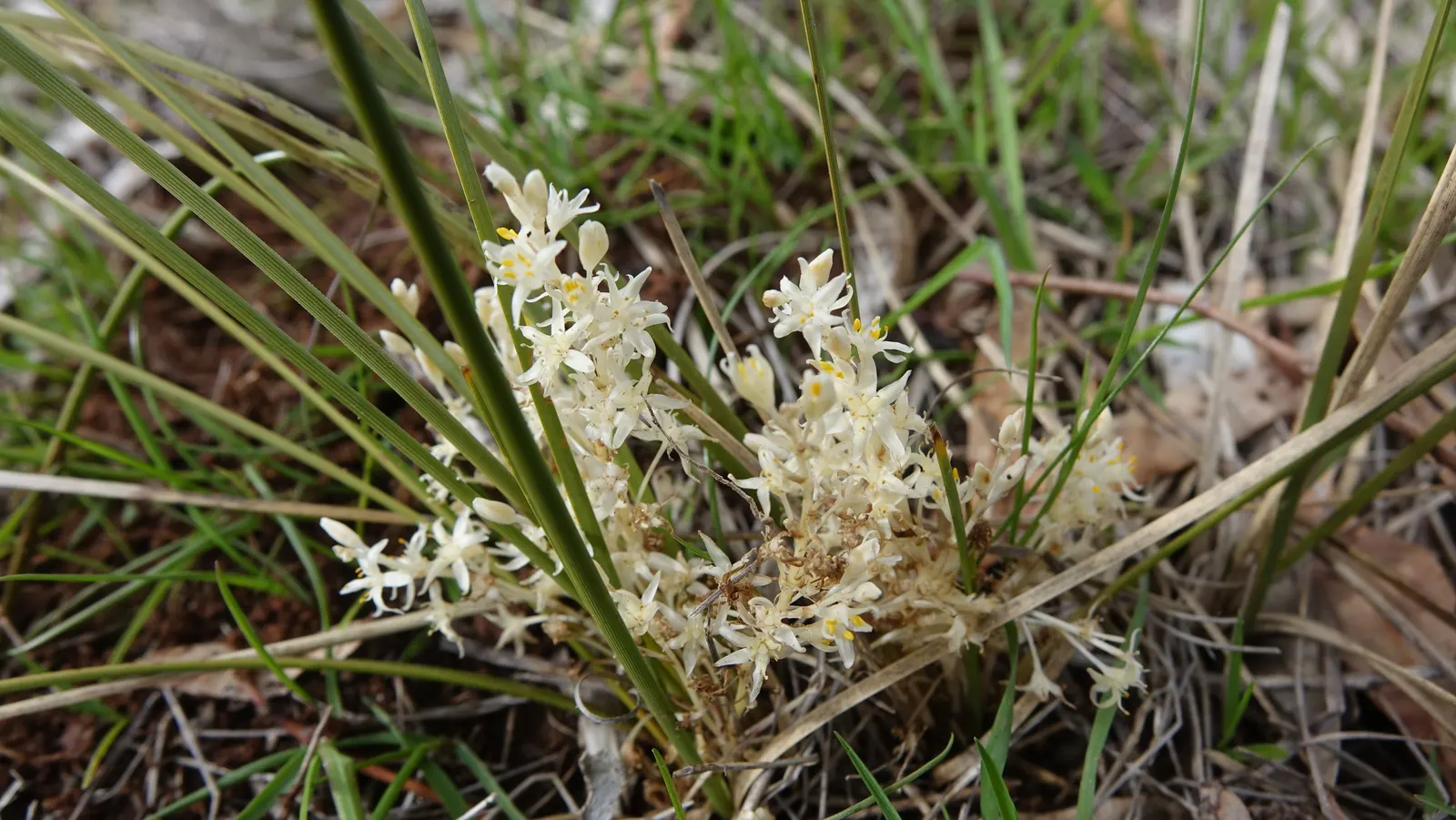 Lomandra (Lomandra Longifolia) — This hardy plant is drought-tolerant, thrives in full sun to partial shade, and requires minimal maintenance, image 71