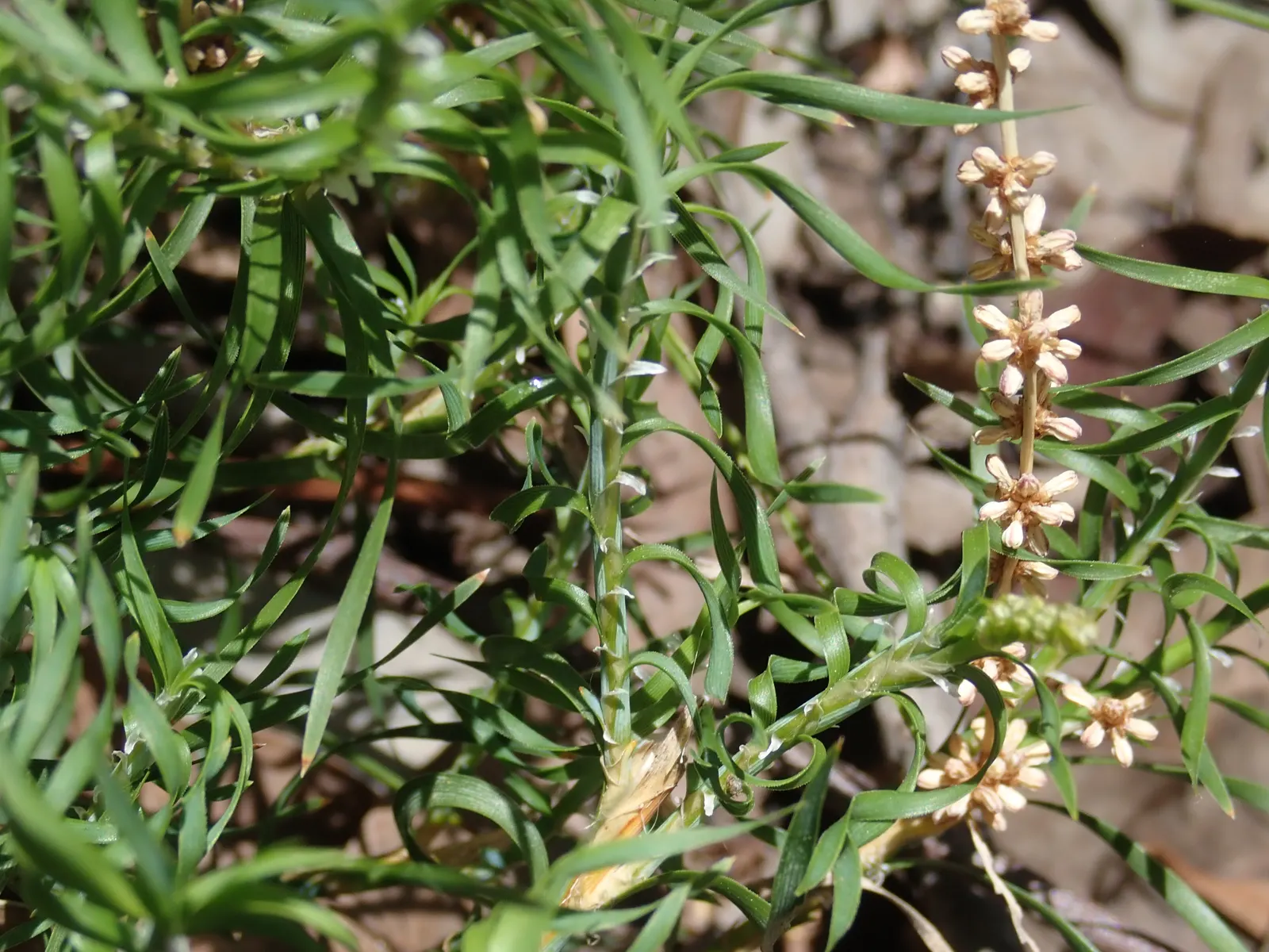 Lomandra (Lomandra Longifolia) — grass / perennial for full or half; green foundation that endures year-round, image 92