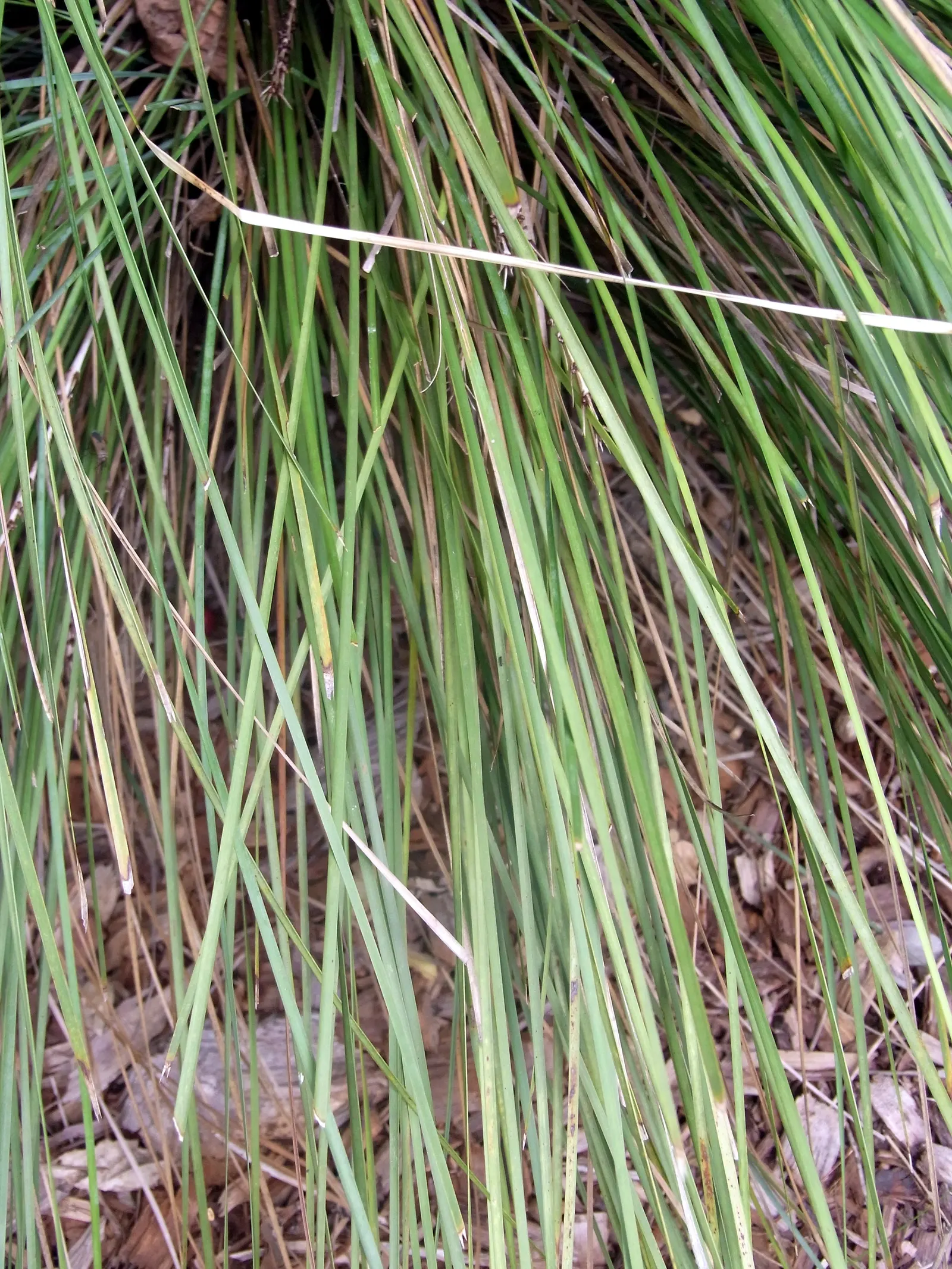 Lomandra (Lomandra Longifolia) — and is an excellent choice for erosion control on slopes; strap-like leaves of Lomandra longifolia, image 87