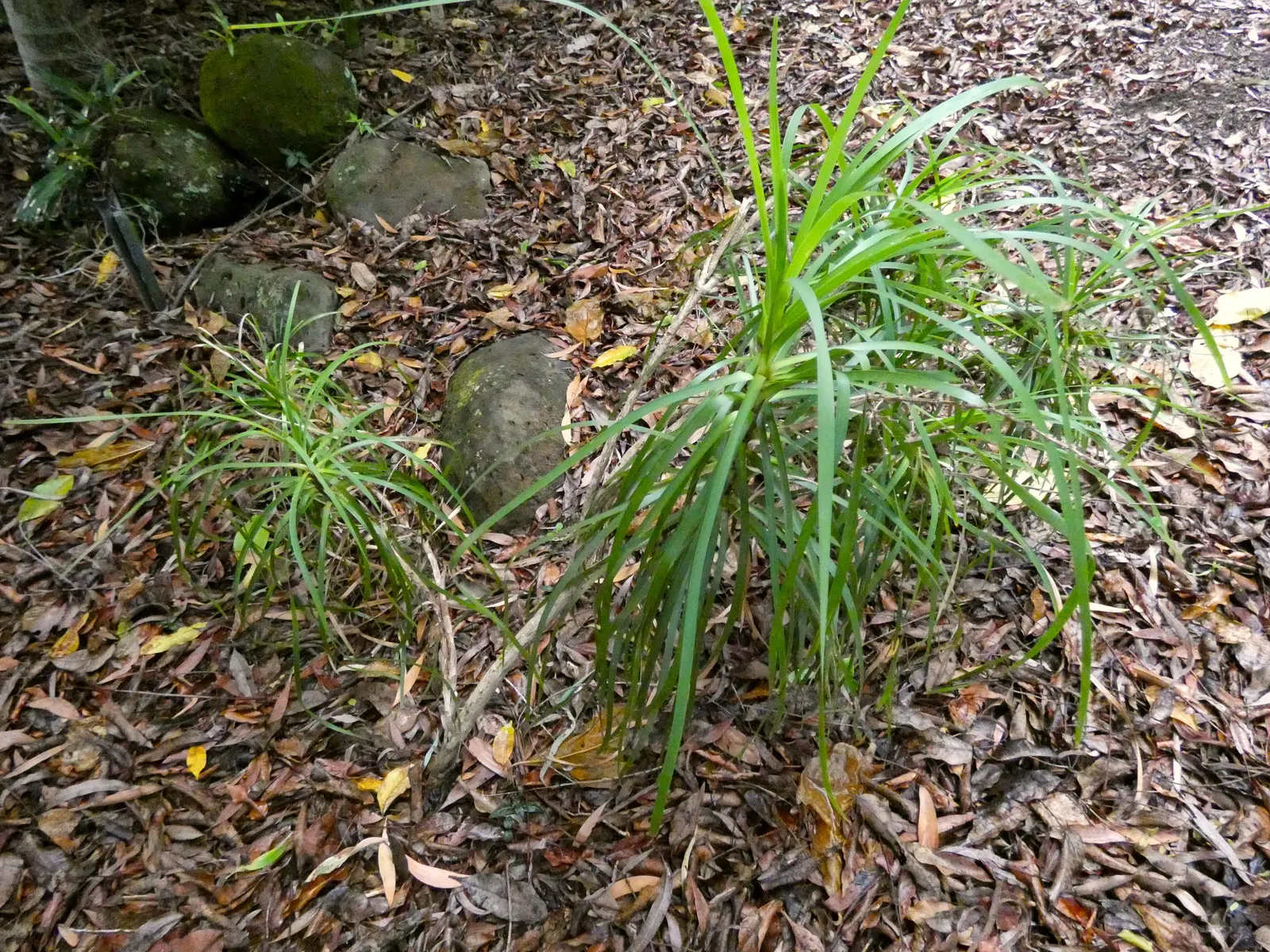Lomandra (Lomandra Longifolia) — are dark green with a slightly bluish tinge and often have finely toothed margins; yellow flowers in the garden, image 79