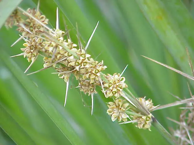 Lomandra (Lomandra Longifolia) — which can reach up to 39 inches in length; lomandras are remarkably drought resistant once established and can, image 55
