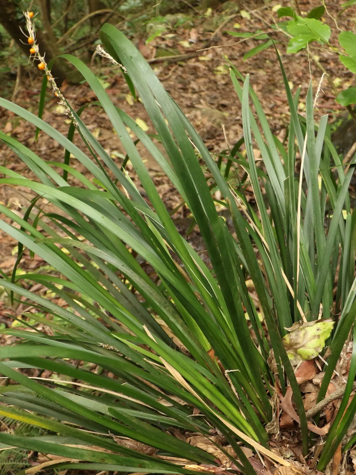 Lomandra (Lomandra Longifolia) — Though these inflorescences are not the main attraction; its durability also makes it suitable for high-traffic, image 82