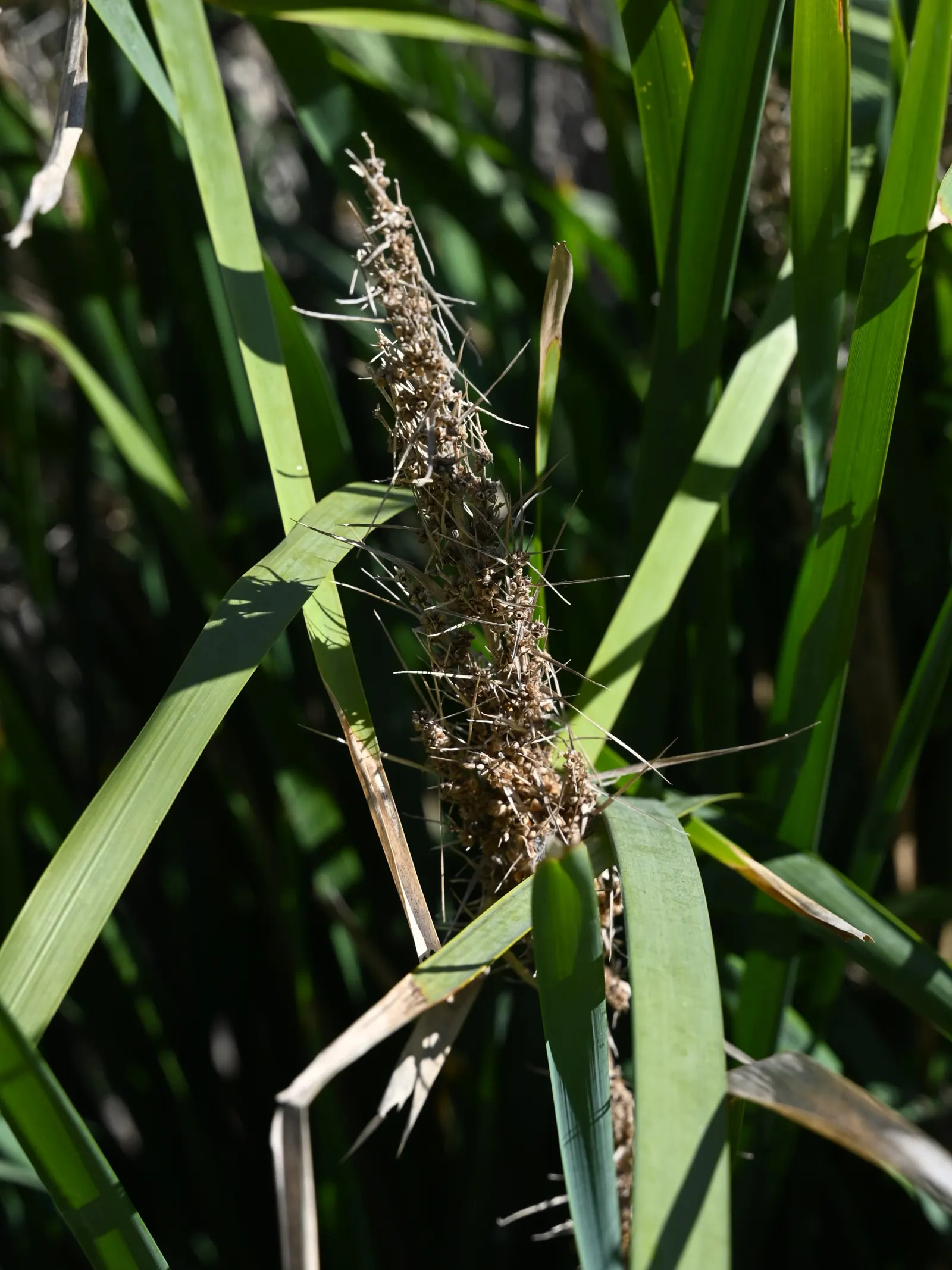 Lomandra (Lomandra Longifolia) — these plants are known for their low maintenance requirements; lomandra longifolia stands up well to coastal, image 62