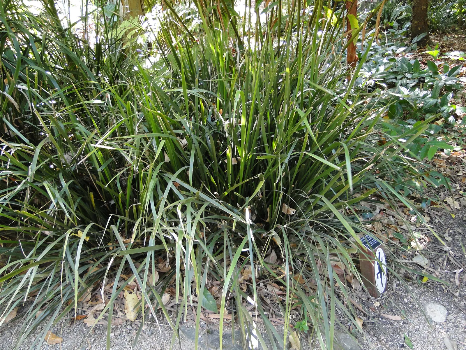 Lomandra (Lomandra Longifolia) — Its durability also makes it suitable for high-traffic areas; making them an ideal selection for challenging sites, image 88