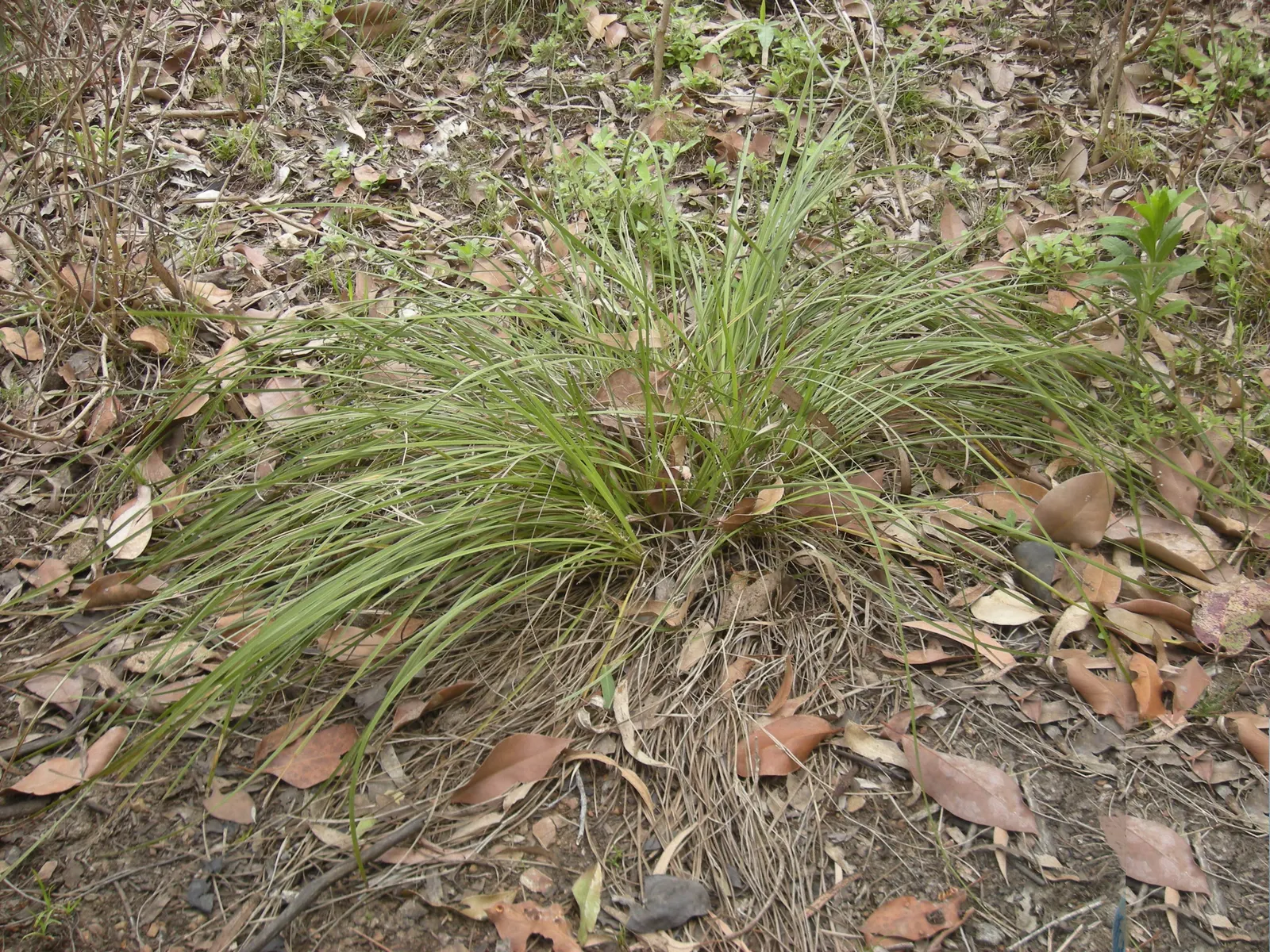 Lomandra (Lomandra Longifolia) — yellow flowers in the garden; grass-like appearance and resilience in diverse conditions, image 67
