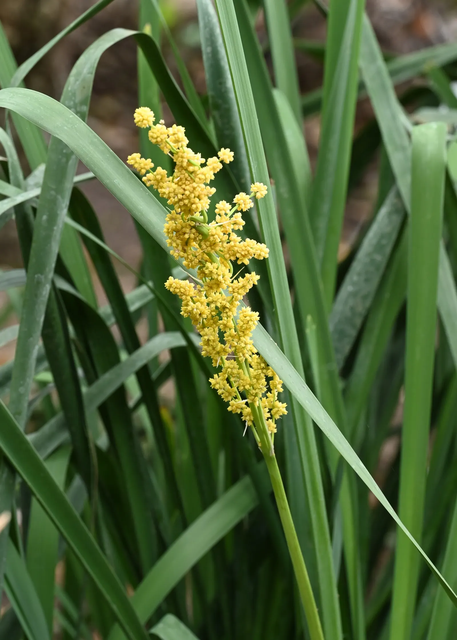 Lomandra (Lomandra Longifolia) — Lomandras are remarkably drought resistant once established and can handle occasional wet soils; its clumping, image 60