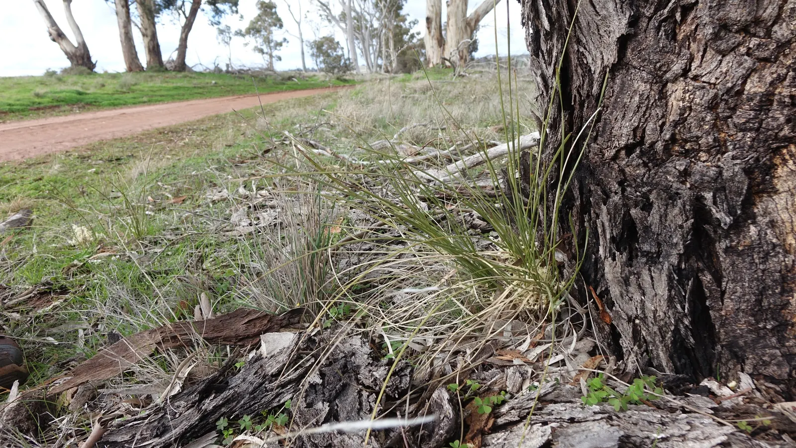Lomandra (Lomandra Longifolia) — grass / perennial for full or half; green foundation that endures year-round, image 69