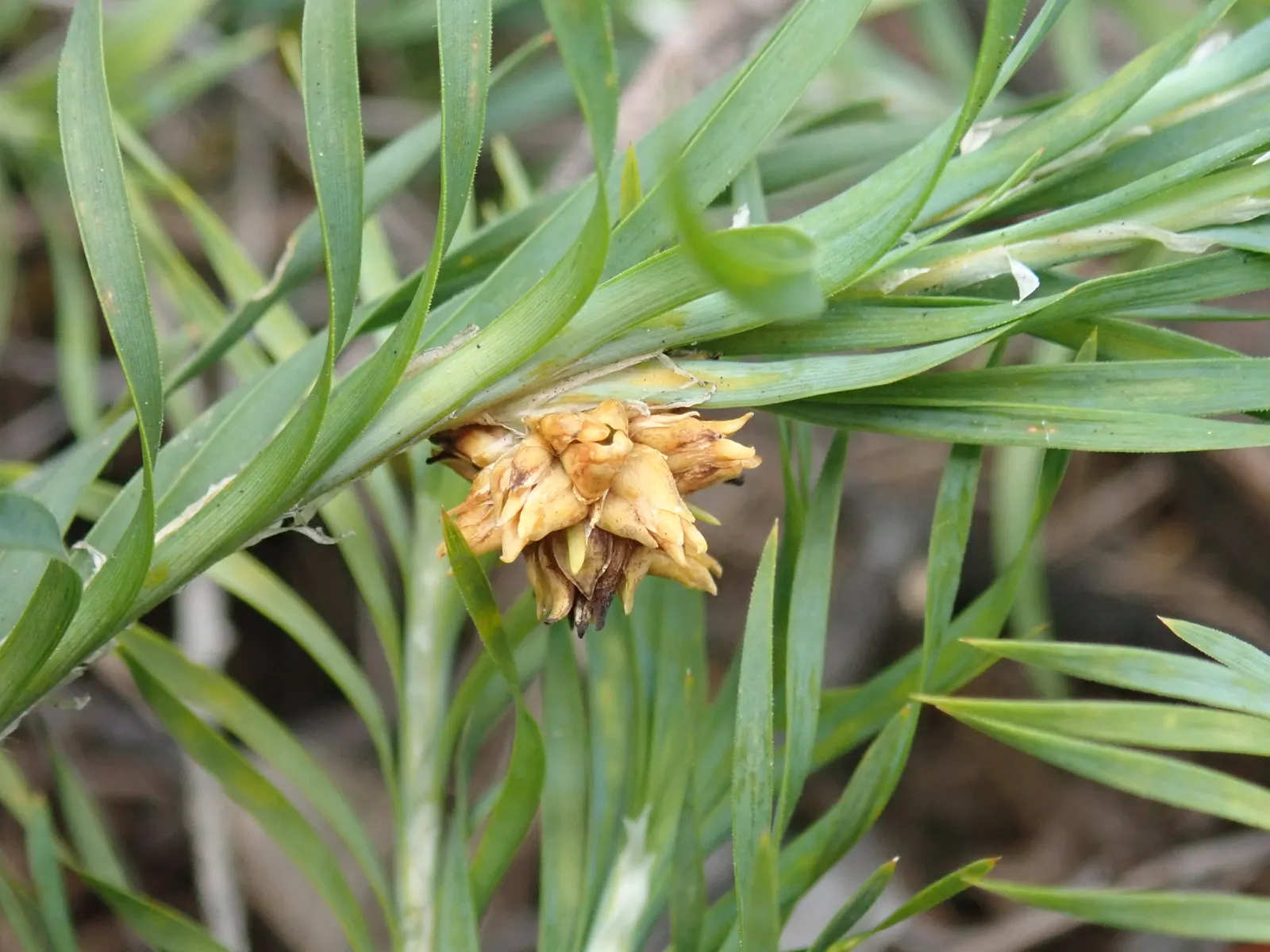 Lomandra (Lomandra Longifolia) — Its clumping form, reaching 2-3 feet in height and width, adds texture and resilience to a landscape design; and, image 95