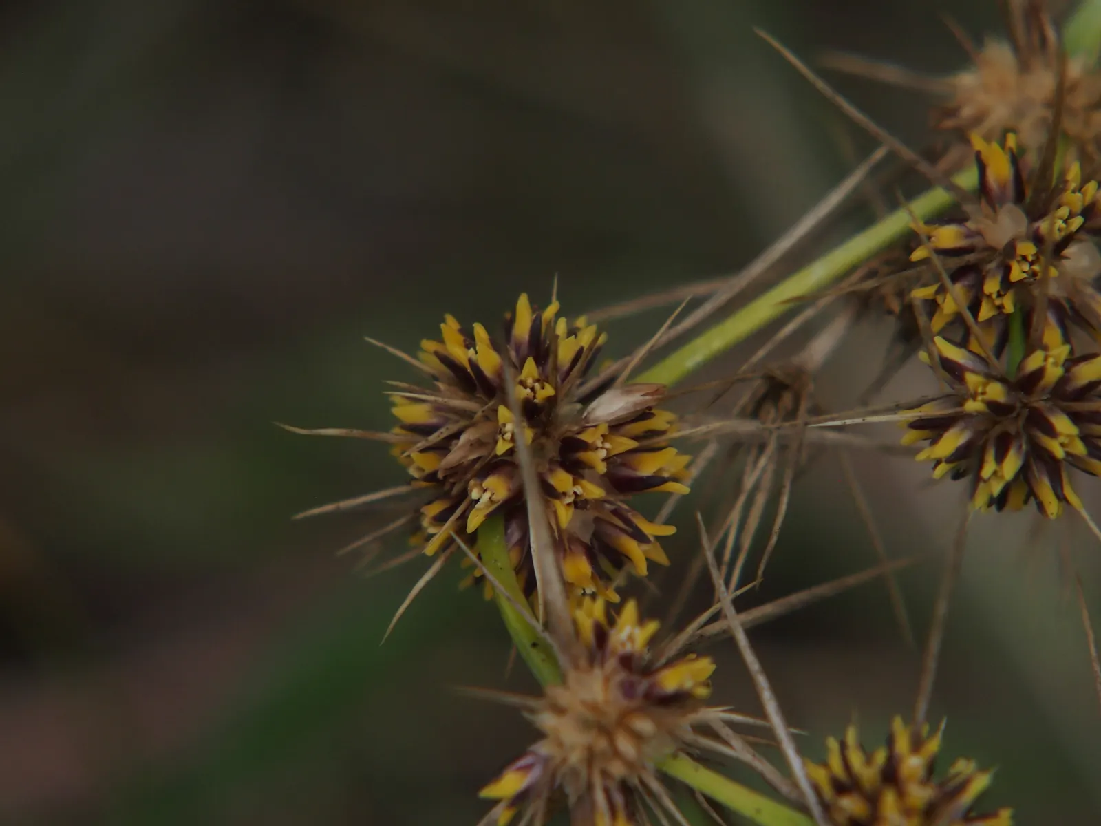Lomandra (Lomandra Longifolia) — Lomandra typically achieves a height and spread of around 3 feet; grass / perennial for full or half, image 99