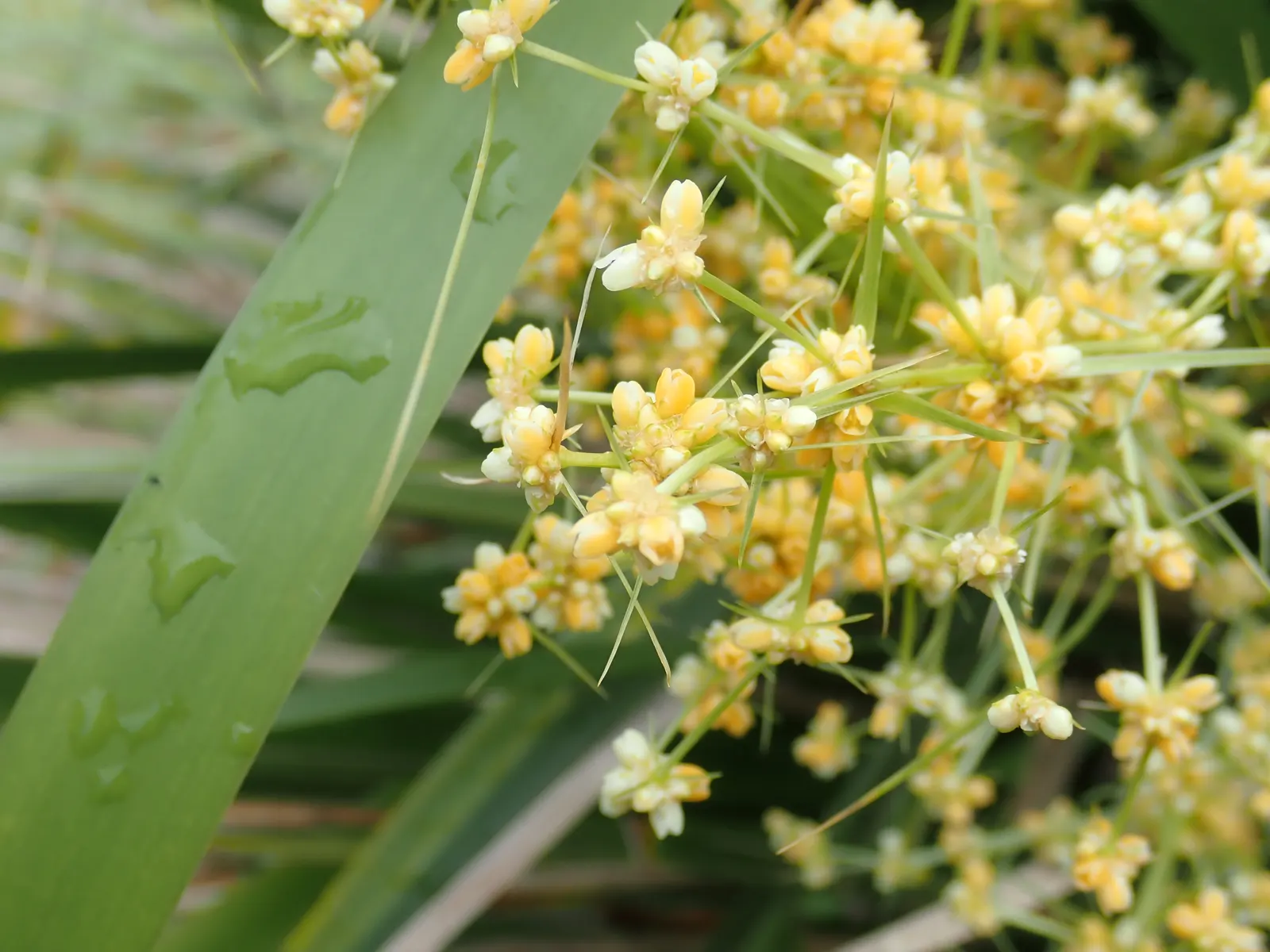Lomandra (Lomandra Longifolia) — grass-like appearance and resilience in diverse conditions; these plants are known for their low maintenance, image 98