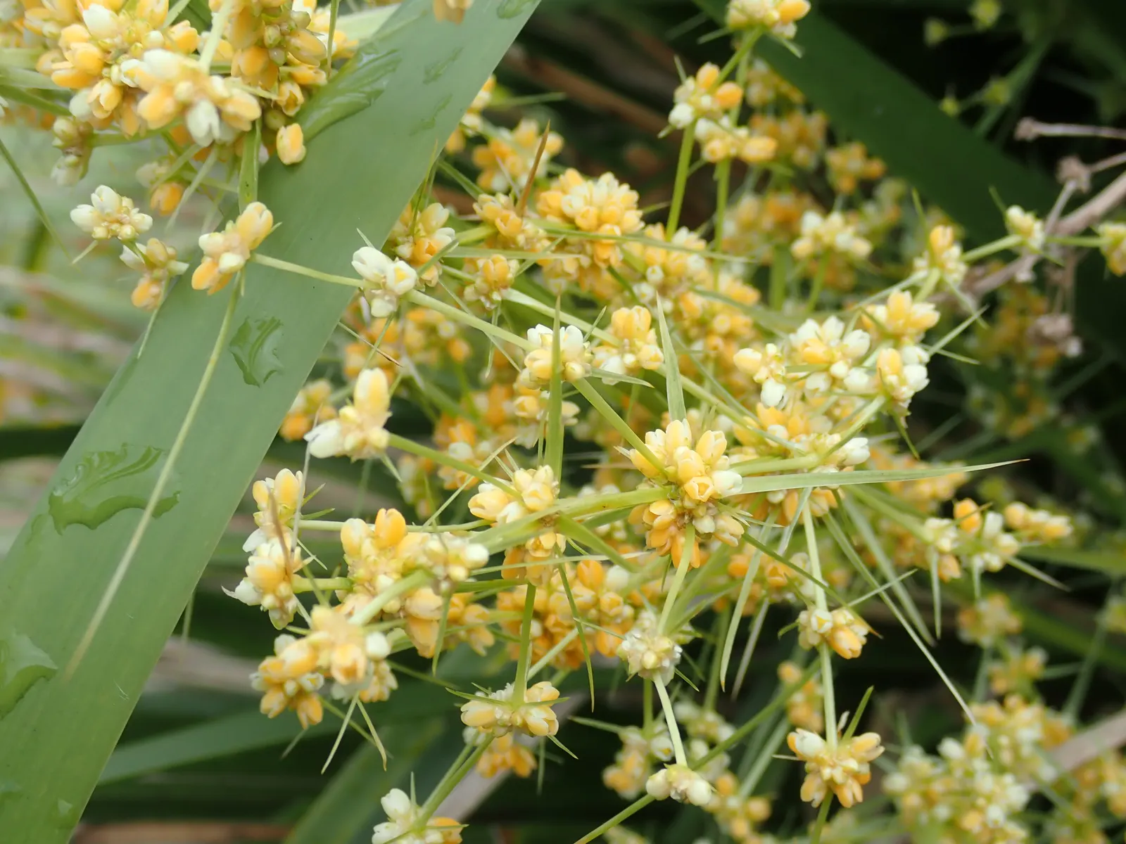 Lomandra (Lomandra Longifolia) — evergreen plant native to Australia; which can reach up to 39 inches in length, image 97