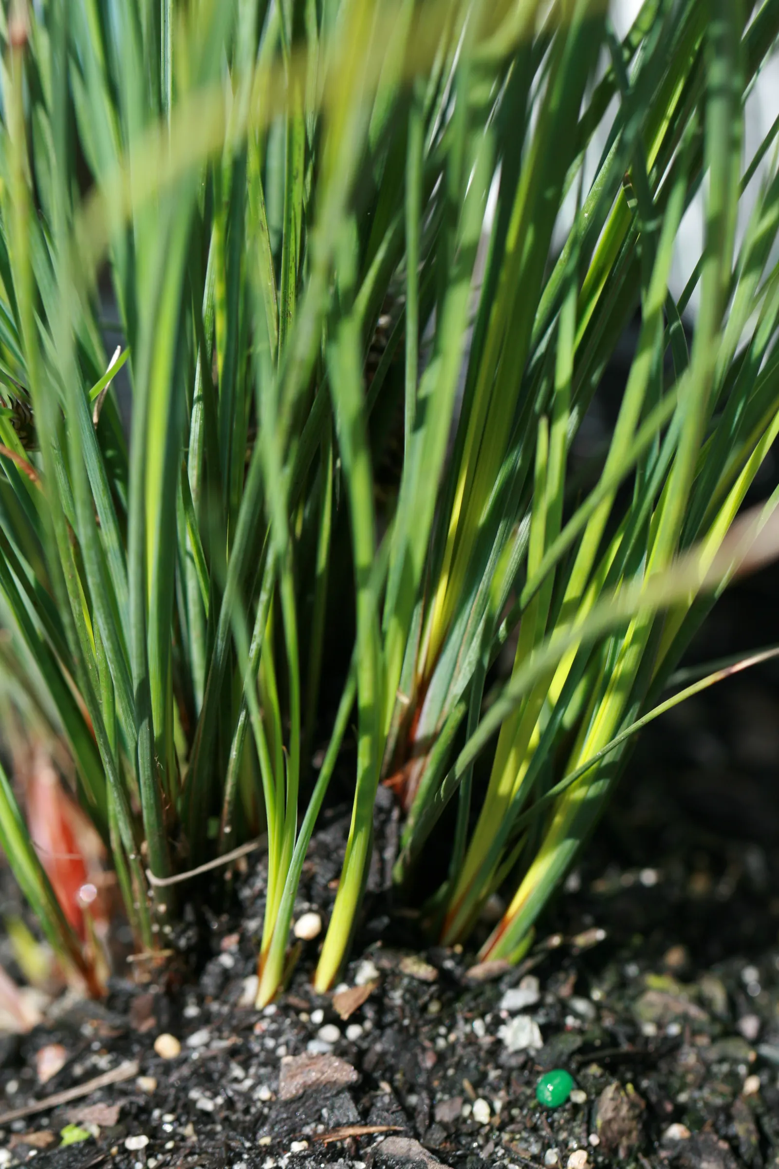 Lomandra (Lomandra Longifolia) — Lomandras are remarkably drought resistant once established and can handle occasional wet soils; its clumping, image 83