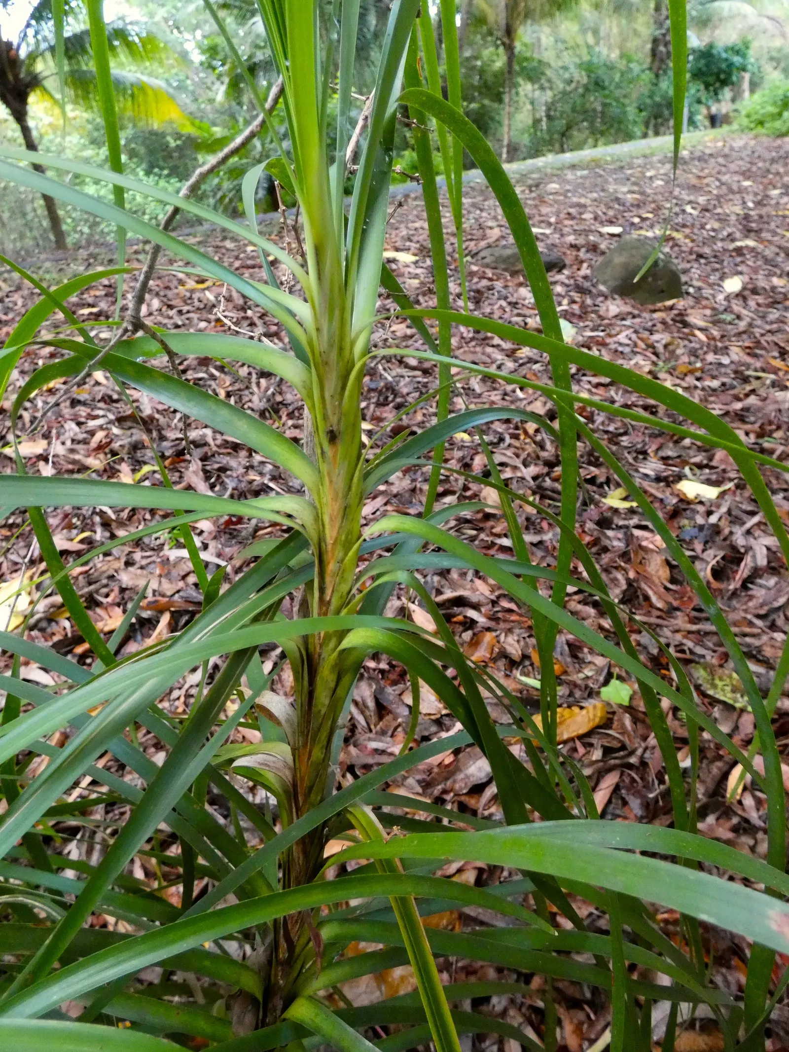 Lomandra (Lomandra Longifolia) — Lomandra typically achieves a height and spread of around 3 feet; grass / perennial for full or half, image 76