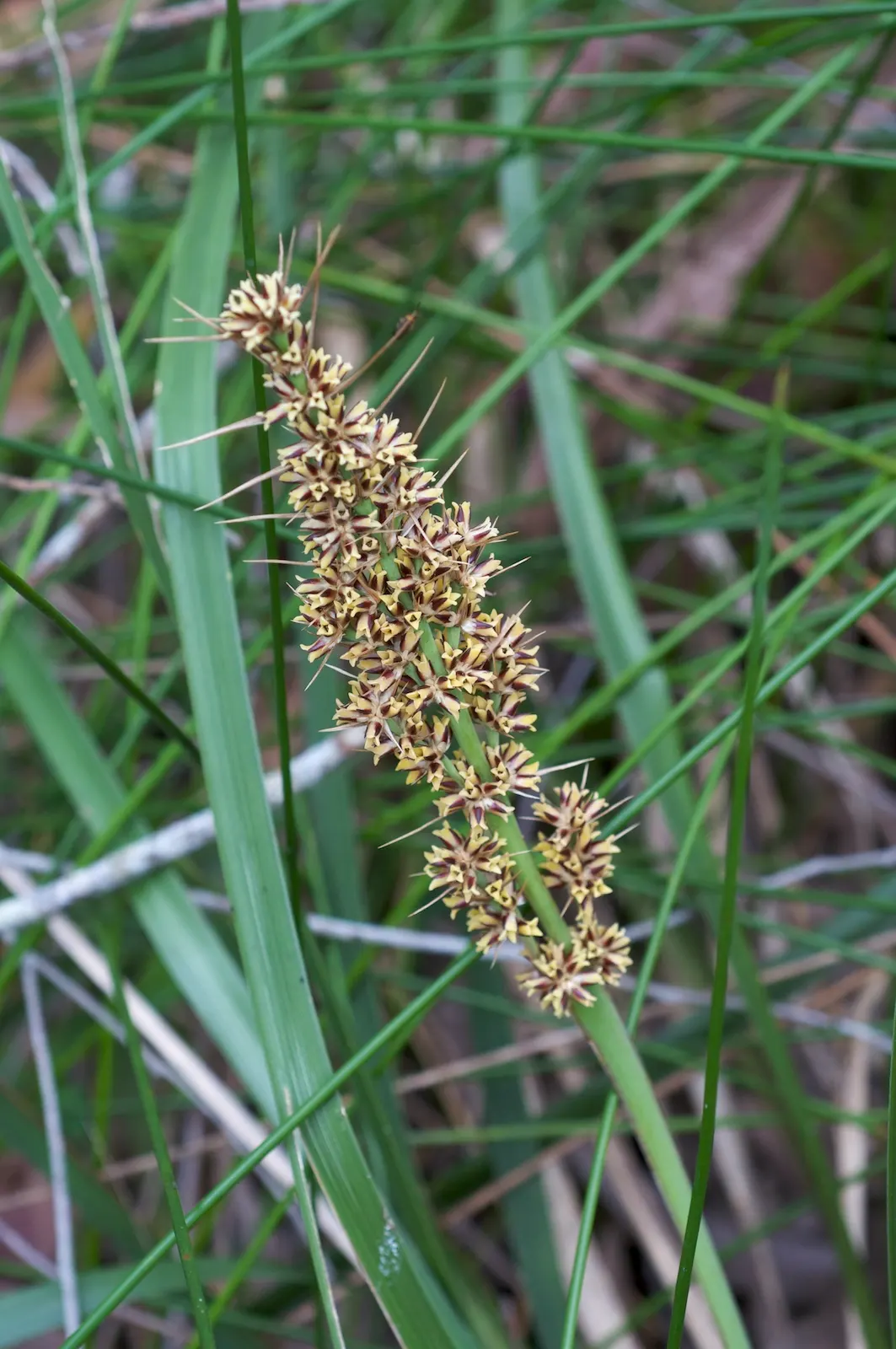 Lomandra (Lomandra Longifolia) — are dark green with a slightly bluish tinge and often have finely toothed margins; yellow flowers in the garden, image 56