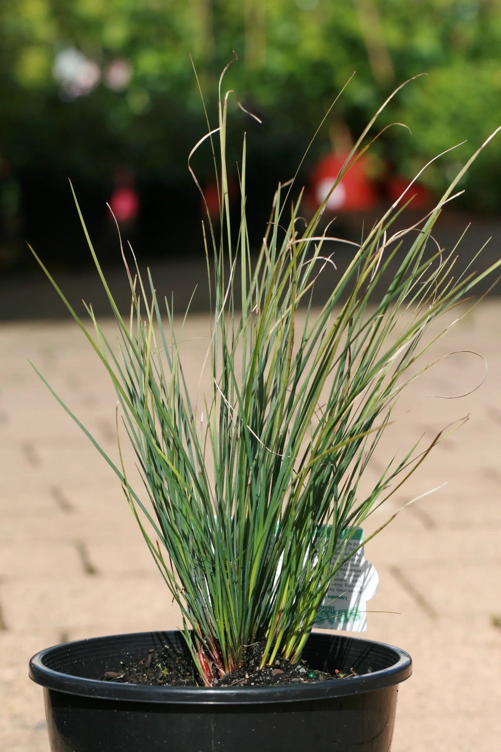 Lomandra (Lomandra Longifolia) — Spring brings forth small, yellow, and cream flower spikes that are subtly fragrant, image 81