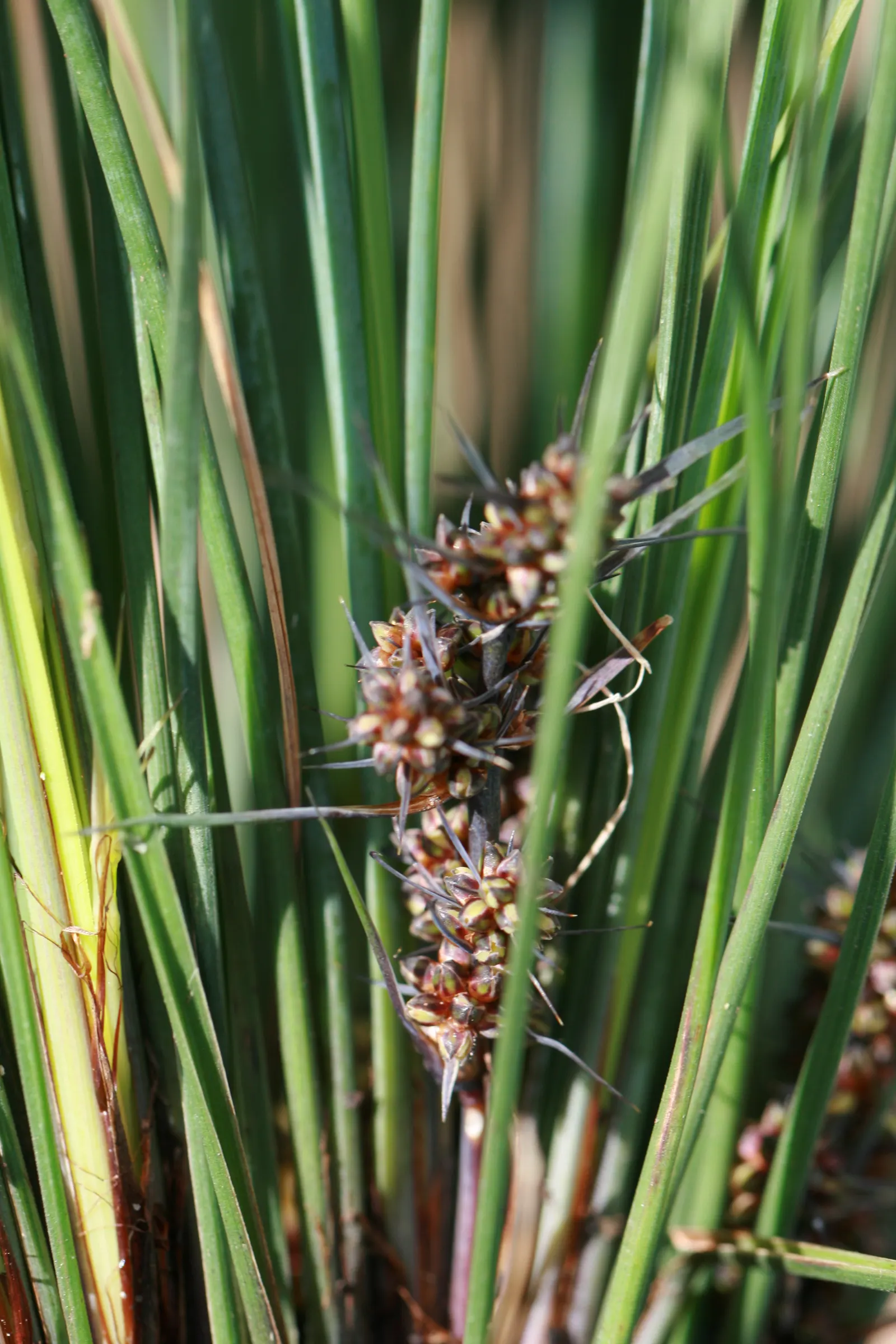 Lomandra (Lomandra Longifolia) — making them an ideal selection for challenging sites; are dark green with a slightly bluish tinge and often have, image 84
