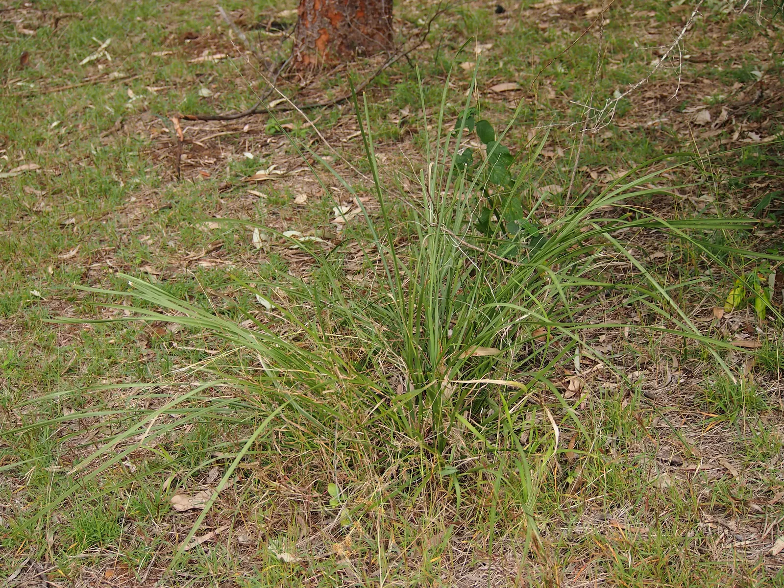 Lomandra (Lomandra Longifolia) — Lomandra longifolia, commonly called Spiny-head Mat-rush, is an evergreen perennial native to Australia; commonly, image 93