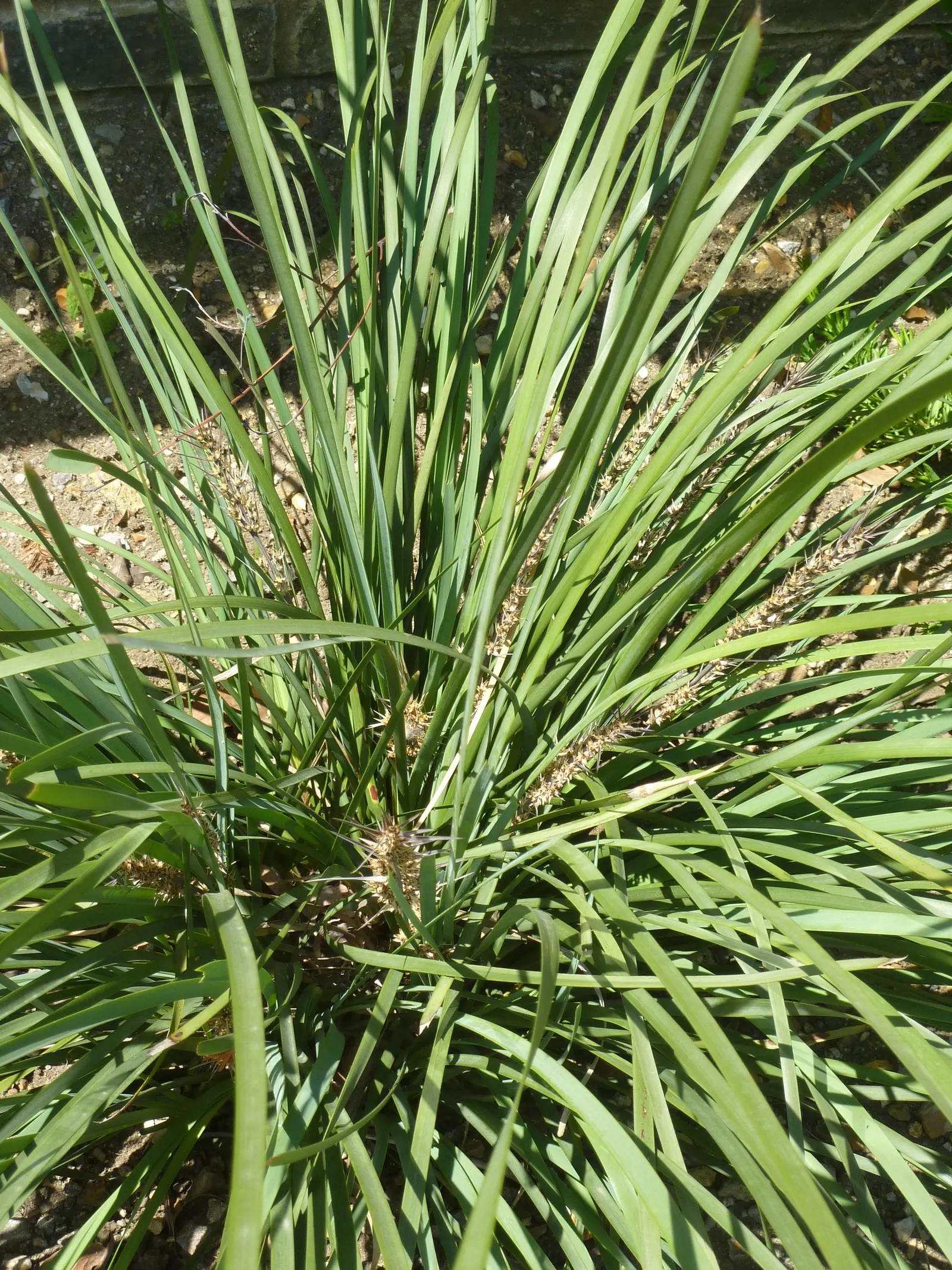 Lomandra (Lomandra Longifolia) — Its clumping form, reaching 2-3 feet in height and width, adds texture and resilience to a landscape design; and, image 72
