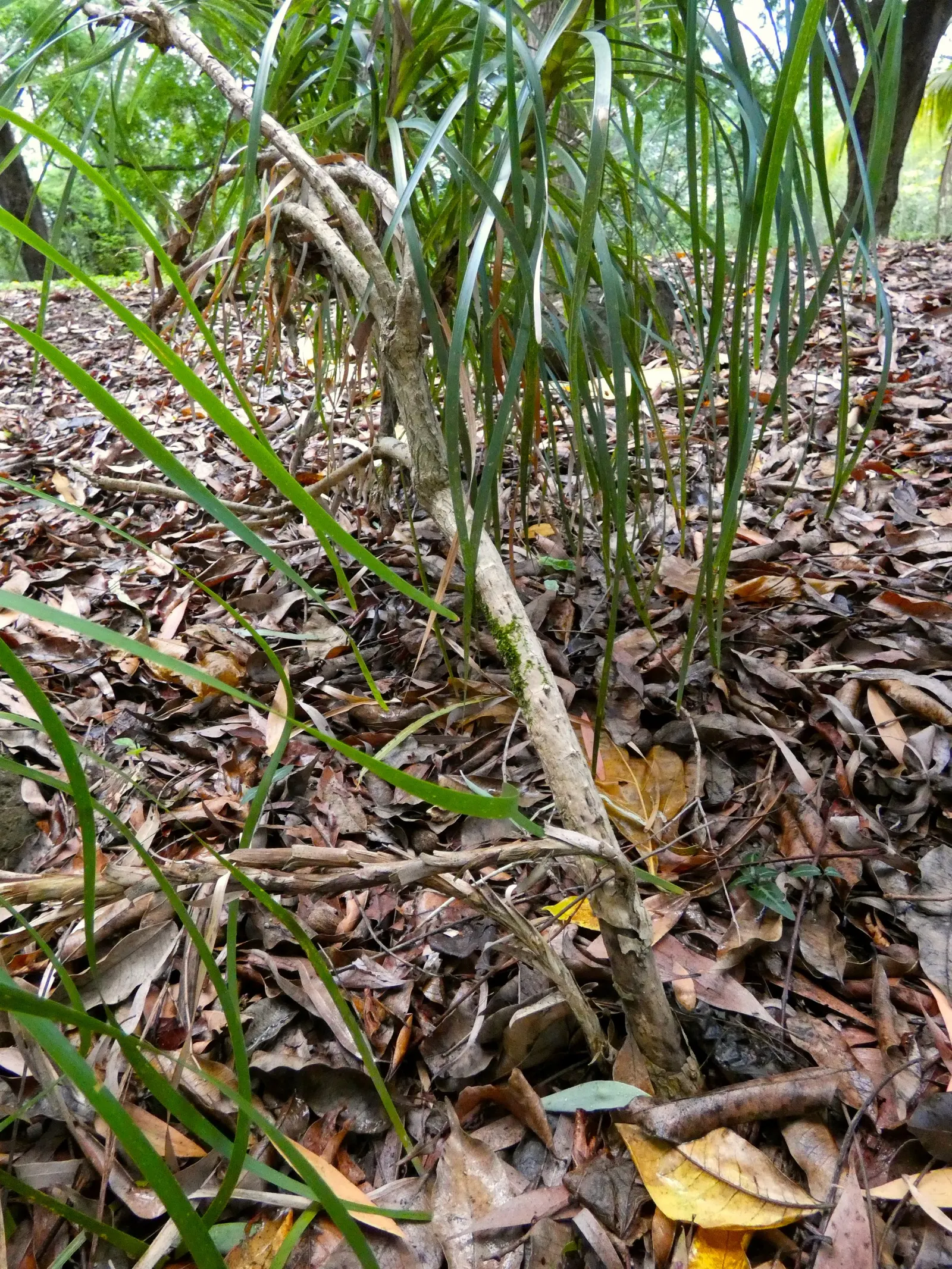Lomandra (Lomandra Longifolia) — which can reach up to 39 inches in length; lomandras are remarkably drought resistant once established and can, image 78