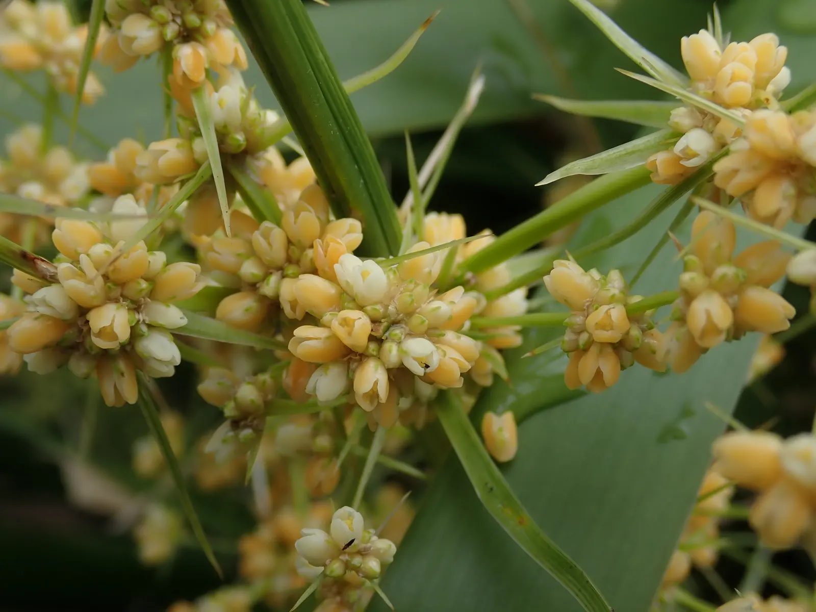 Lomandra (Lomandra Longifolia) — green foundation that endures year-round; grass / perennial with yellow blooms, image 66