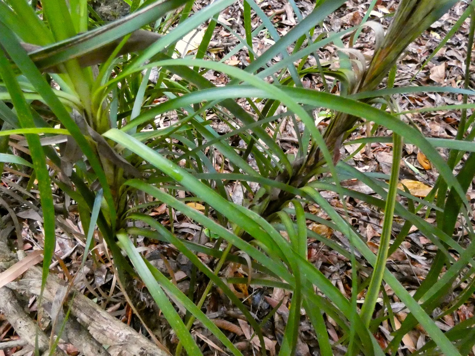 Lomandra (Lomandra Longifolia) — strap-like leaves of Lomandra longifolia; lomandra typically achieves a height and spread of around 3 feet, image 77