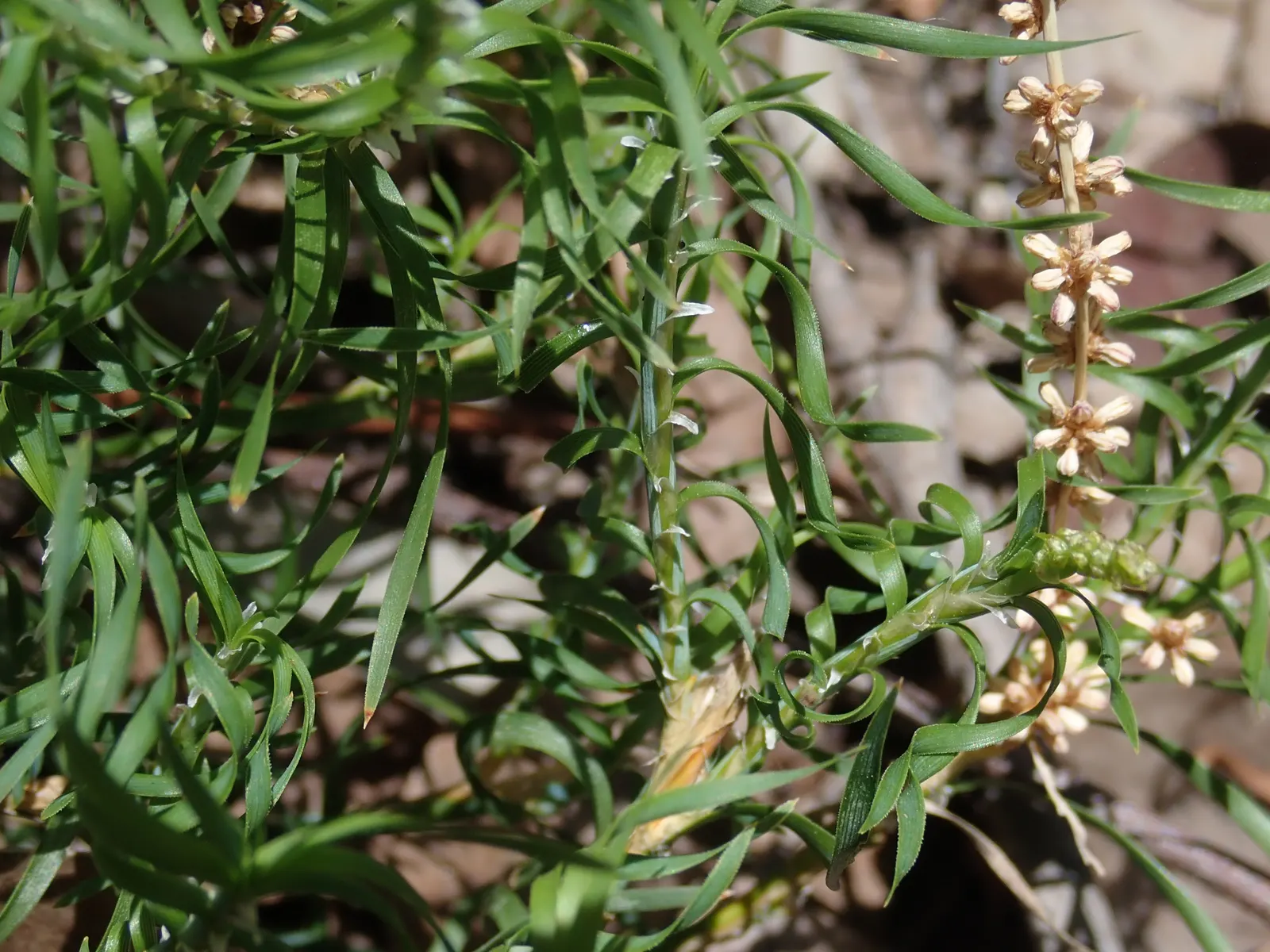 Lomandra (Lomandra Longifolia) — green foundation that endures year-round; grass / perennial with yellow blooms, image 89