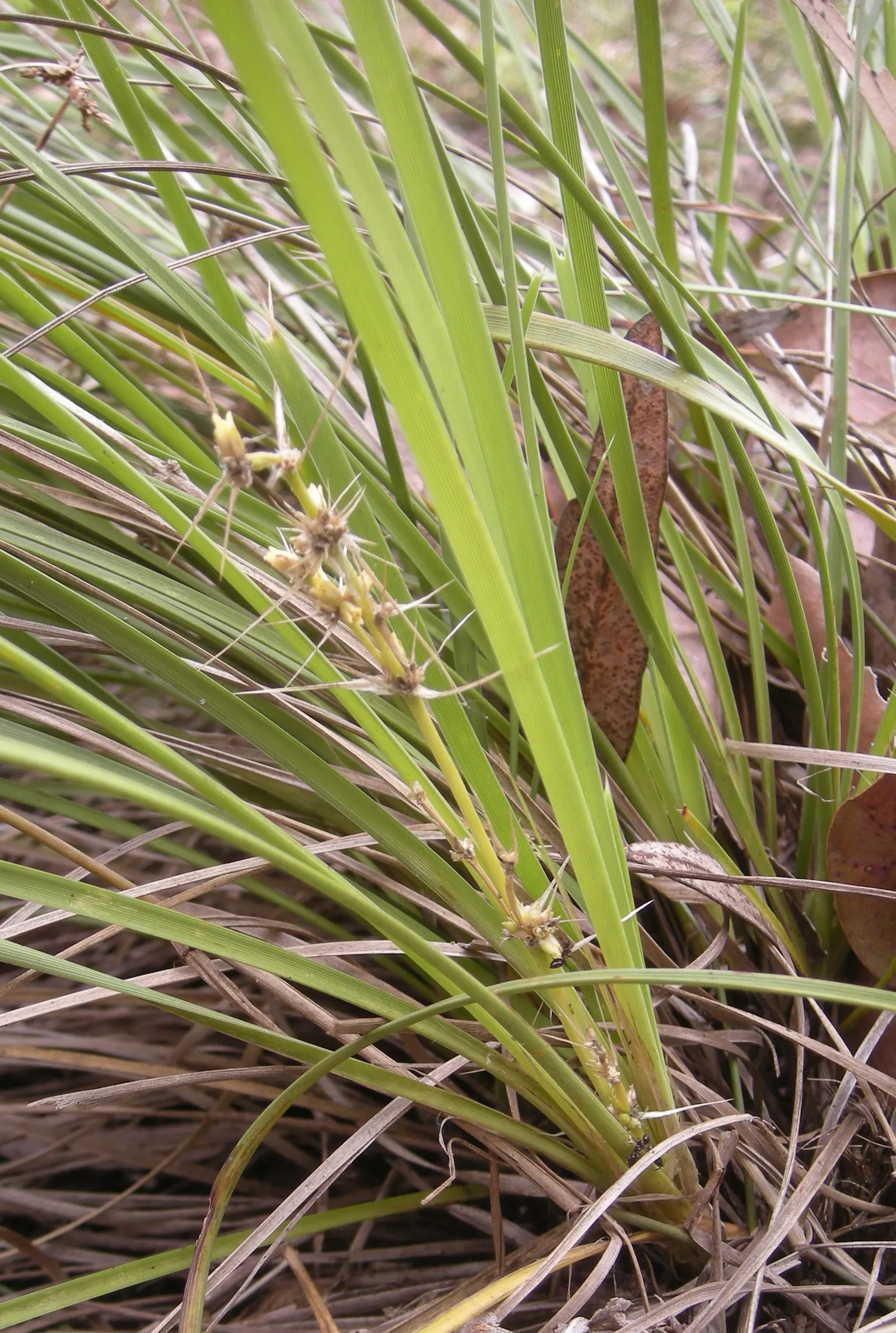 Lomandra (Lomandra Longifolia) — Spring brings forth small, yellow, and cream flower spikes that are subtly fragrant, image 58