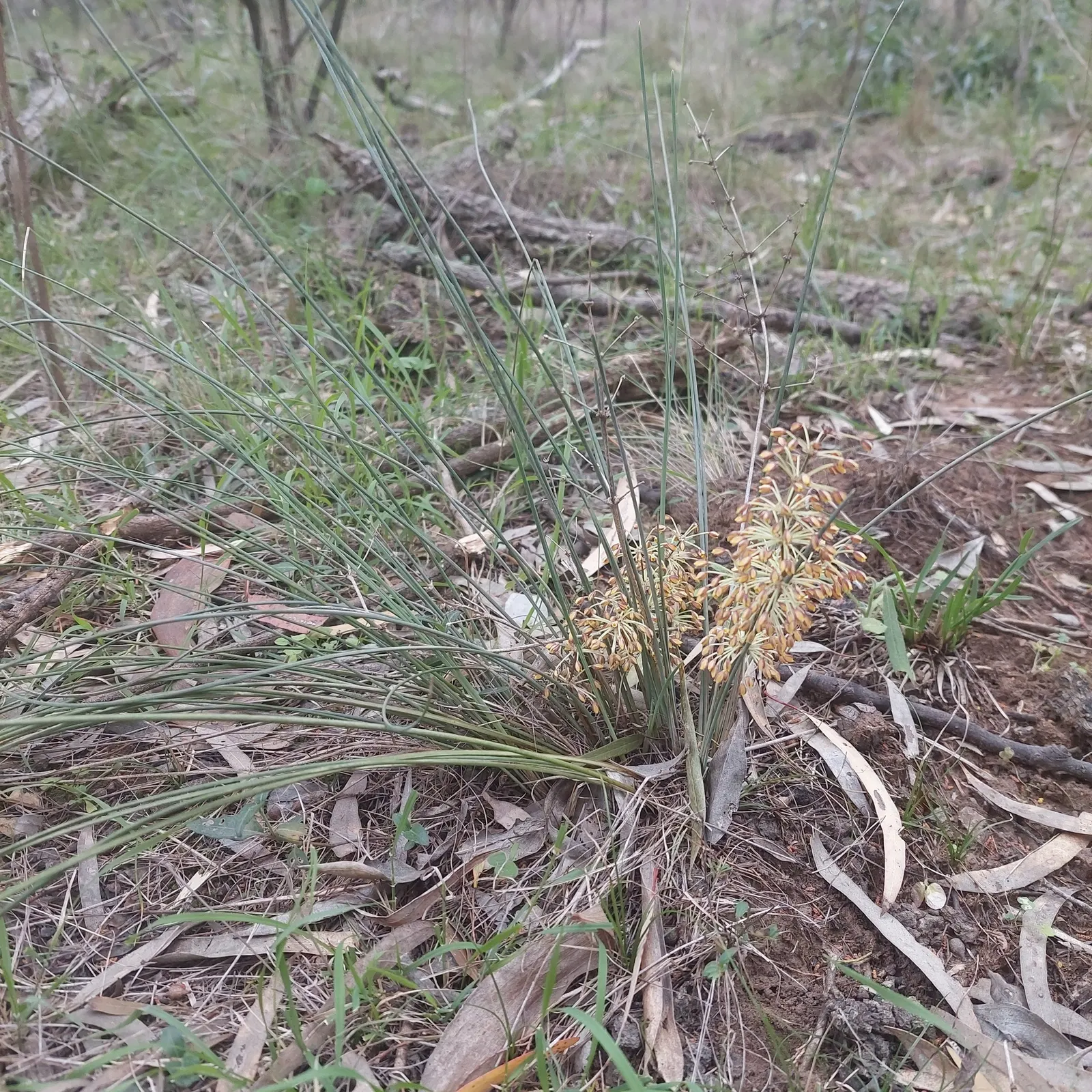 Lomandra (Lomandra Longifolia) — commonly referred to as spiny-head mat-rush or basket grass; this hardy plant is drought-tolerant, thrives in full, image 73
