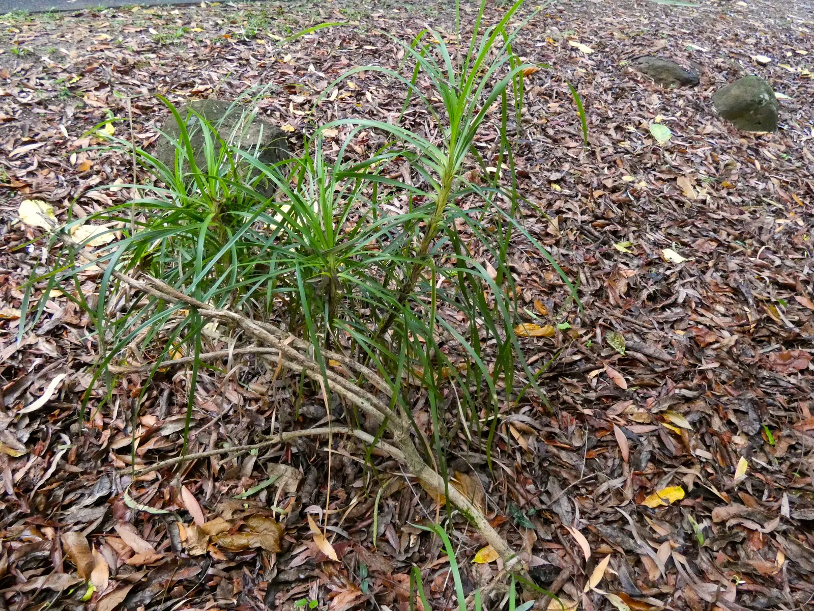 Lomandra (Lomandra Longifolia) — evergreen plant native to Australia; which can reach up to 39 inches in length, image 74