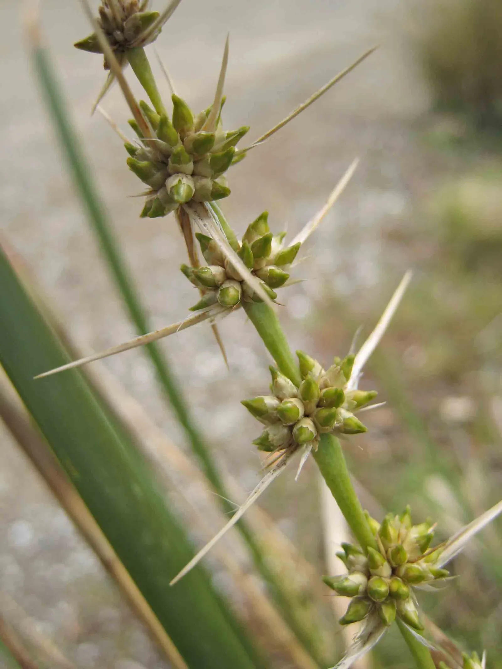 Lomandra (Lomandra Longifolia) — Lomandra longifolia, commonly called Spiny-head Mat-rush, is an evergreen perennial native to Australia; commonly, image 70