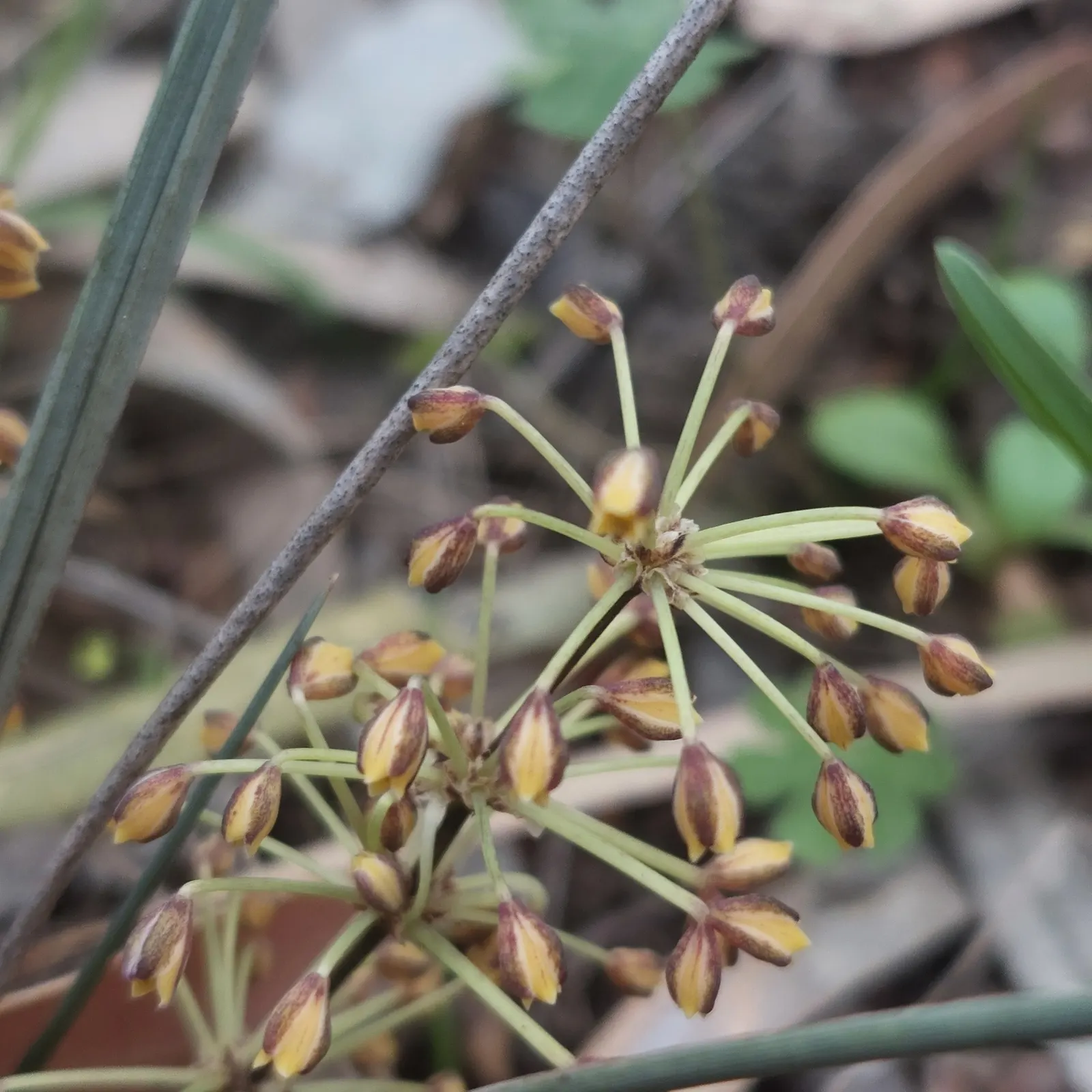 Lomandra (Lomandra Longifolia) — adding to its ornamental value; evergreen plant native to Australia, image 80