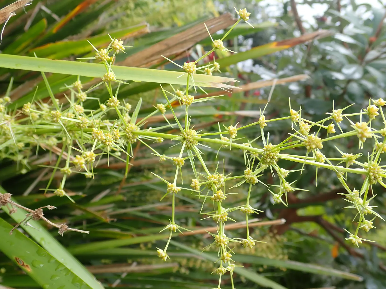 Lomandra (Lomandra Longifolia) — Lomandra longifolia stands up well to coastal conditions; lomandra longifolia, commonly called Spiny-head, image 63