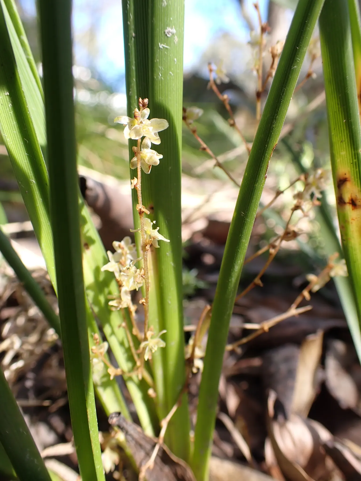 Lomandra (Lomandra Longifolia) — commonly referred to as spiny-head mat-rush or basket grass; this hardy plant is drought-tolerant, thrives in full sun to
