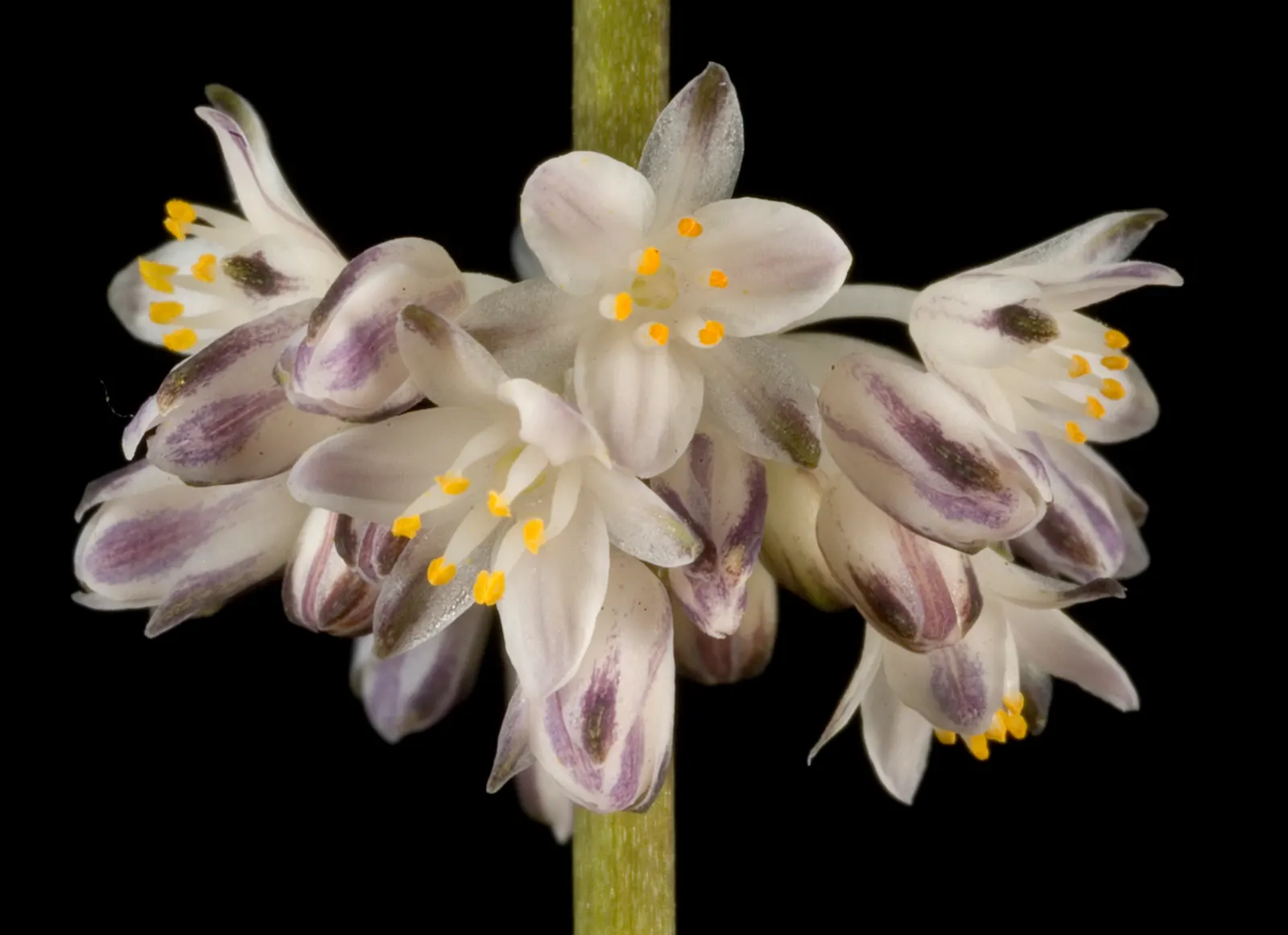 Lomandra (Lomandra Longifolia) — grass-like appearance and resilience in diverse conditions