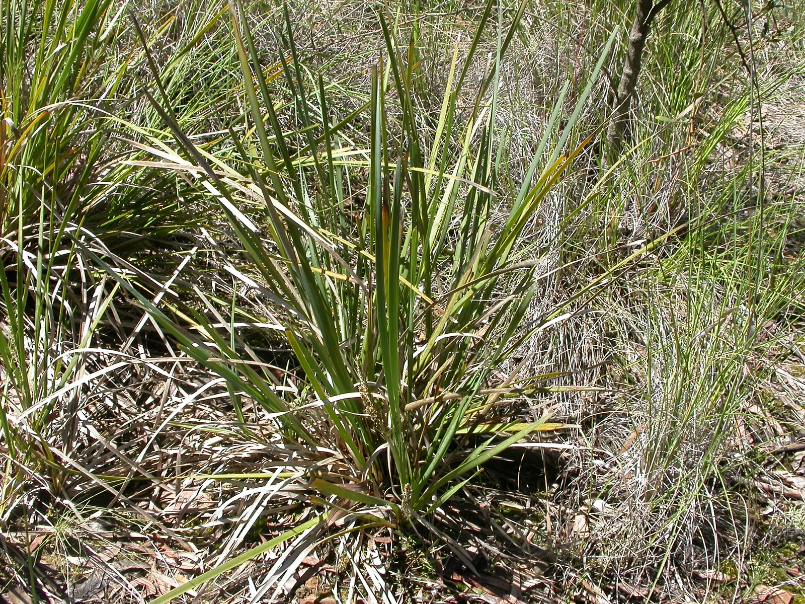 Lomandra (Lomandra Longifolia) — are dark green with a slightly bluish tinge and often have finely toothed margins