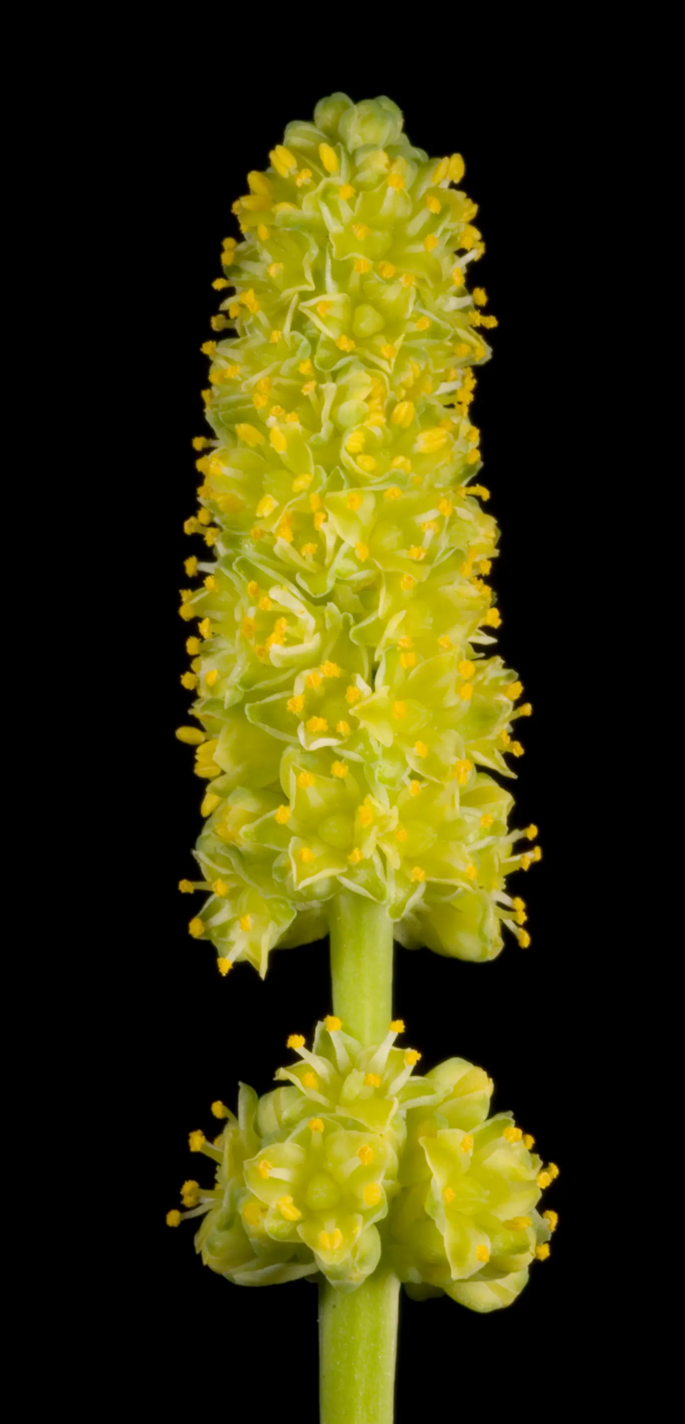 Lomandra (Lomandra Longifolia) — grass-like appearance and resilience in diverse conditions; these plants are known for their low maintenance, image 52