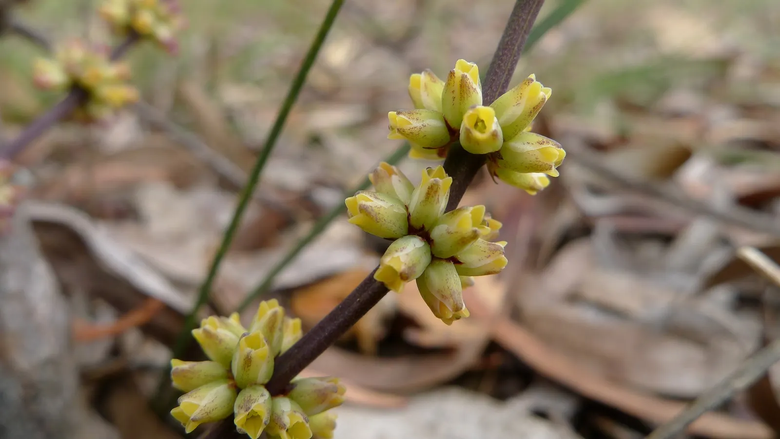 Lomandra (Lomandra Longifolia) — green foundation that endures year-round; grass / perennial with yellow blooms