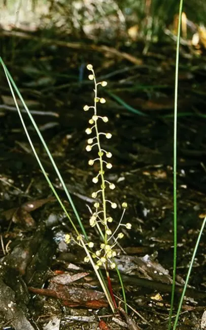 Lomandra (Lomandra Longifolia) — This hardy plant is drought-tolerant, thrives in full sun to partial shade, and requires minimal maintenance; adding to its