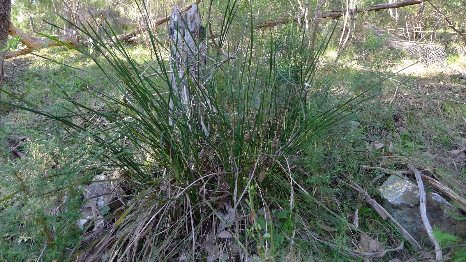 Lomandra (Lomandra Longifolia) — This hardy plant is drought-tolerant, thrives in full sun to partial shade, and requires minimal maintenance, image 48