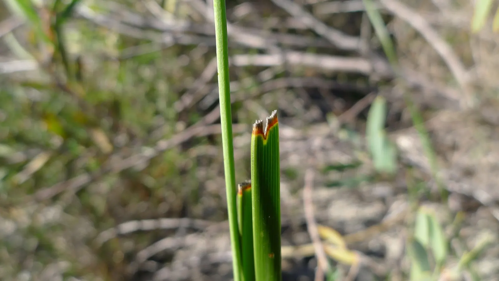 Lomandra (Lomandra Longifolia) — grass / perennial with yellow blooms; though these inflorescences are not the main attraction