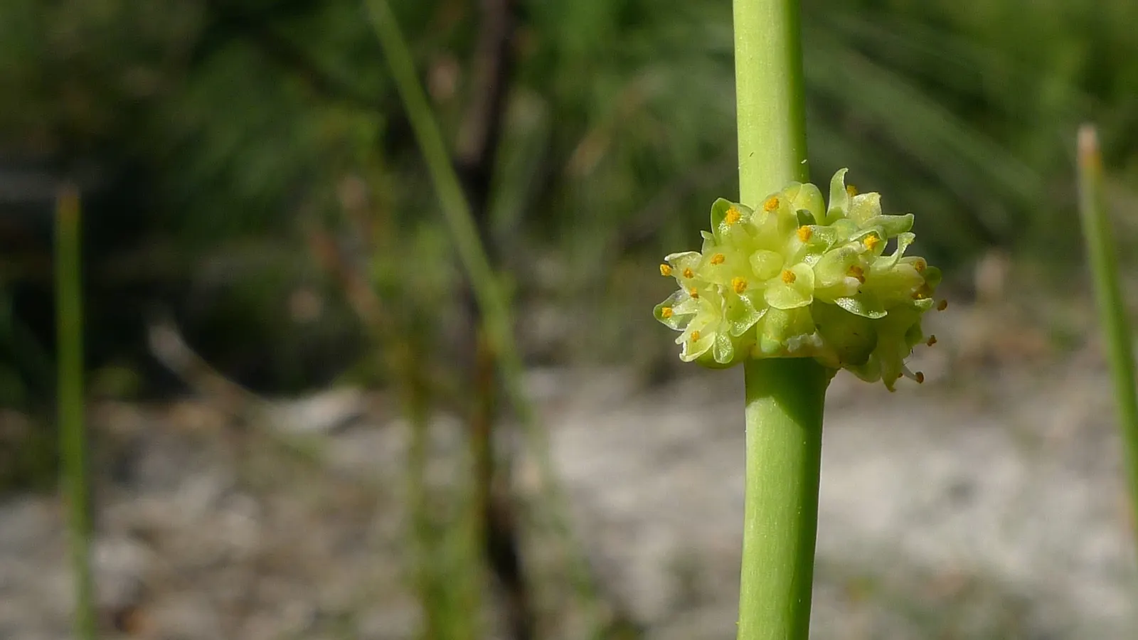 Lomandra (Lomandra Longifolia) — yellow flowers in the garden; grass-like appearance and resilience in diverse conditions