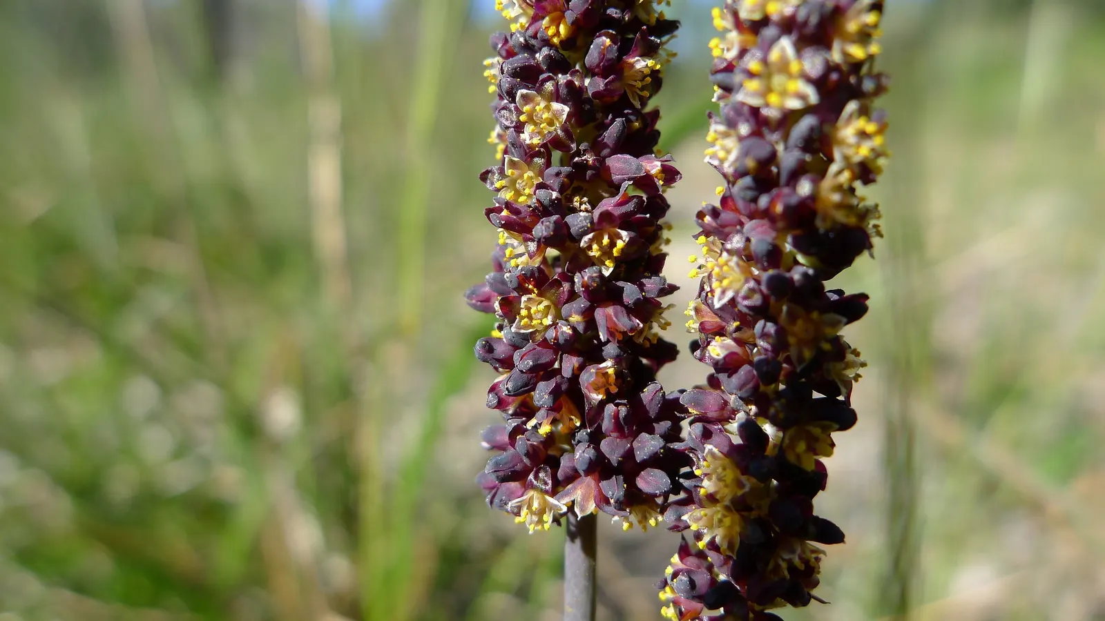 Lomandra (Lomandra Longifolia) — Its clumping form, reaching 2-3 feet in height and width, adds texture and resilience to a landscape design; and, image 49