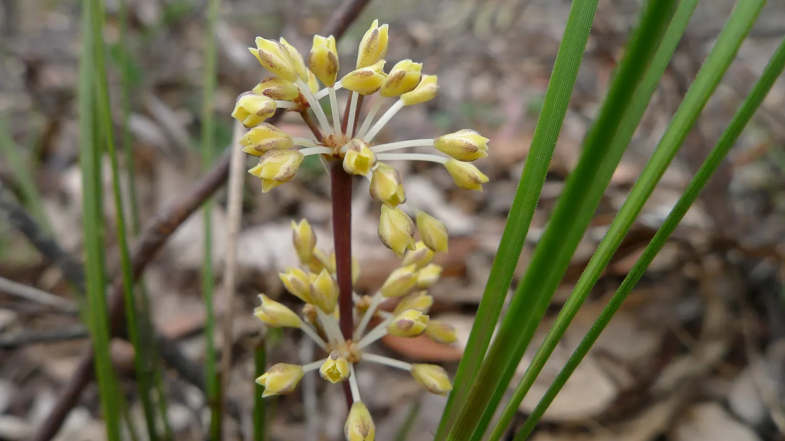 Lomandra (Lomandra Longifolia) — these plants are known for their low maintenance requirements; lomandra longifolia stands up well to coastal conditions