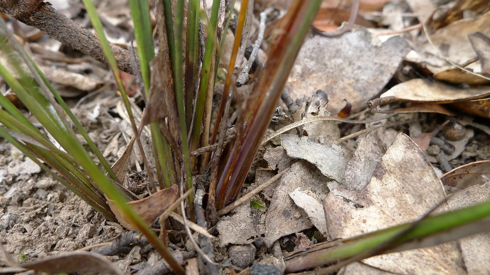 Lomandra (Lomandra Longifolia) — and is an excellent choice for erosion control on slopes