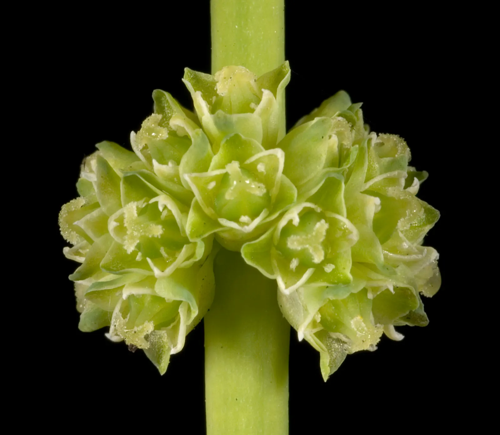 Lomandra (Lomandra Longifolia) — evergreen plant native to Australia; which can reach up to 39 inches in length, image 51
