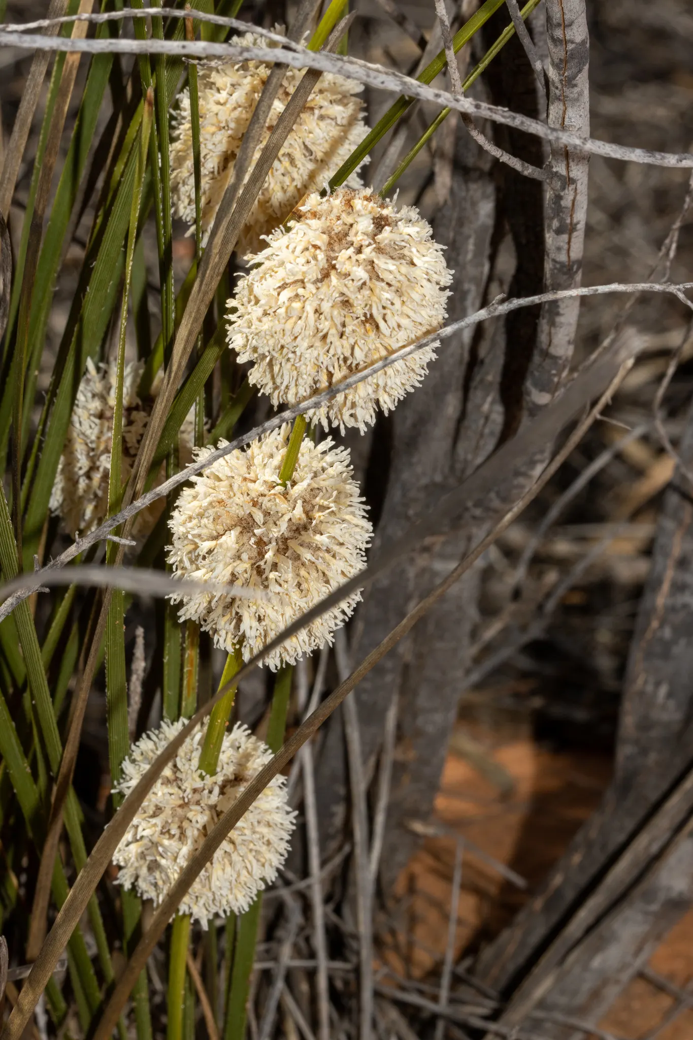 Lomandra (Lomandra Longifolia) — Lomandra longifolia, commonly called Spiny-head Mat-rush, is an evergreen perennial native to Australia; commonly referred to
