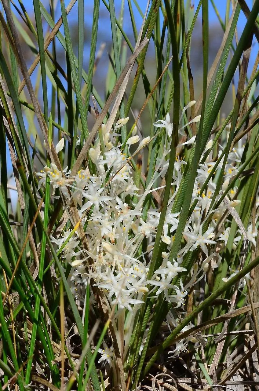 Lomandra (Lomandra Longifolia) — grass / perennial for full or half
